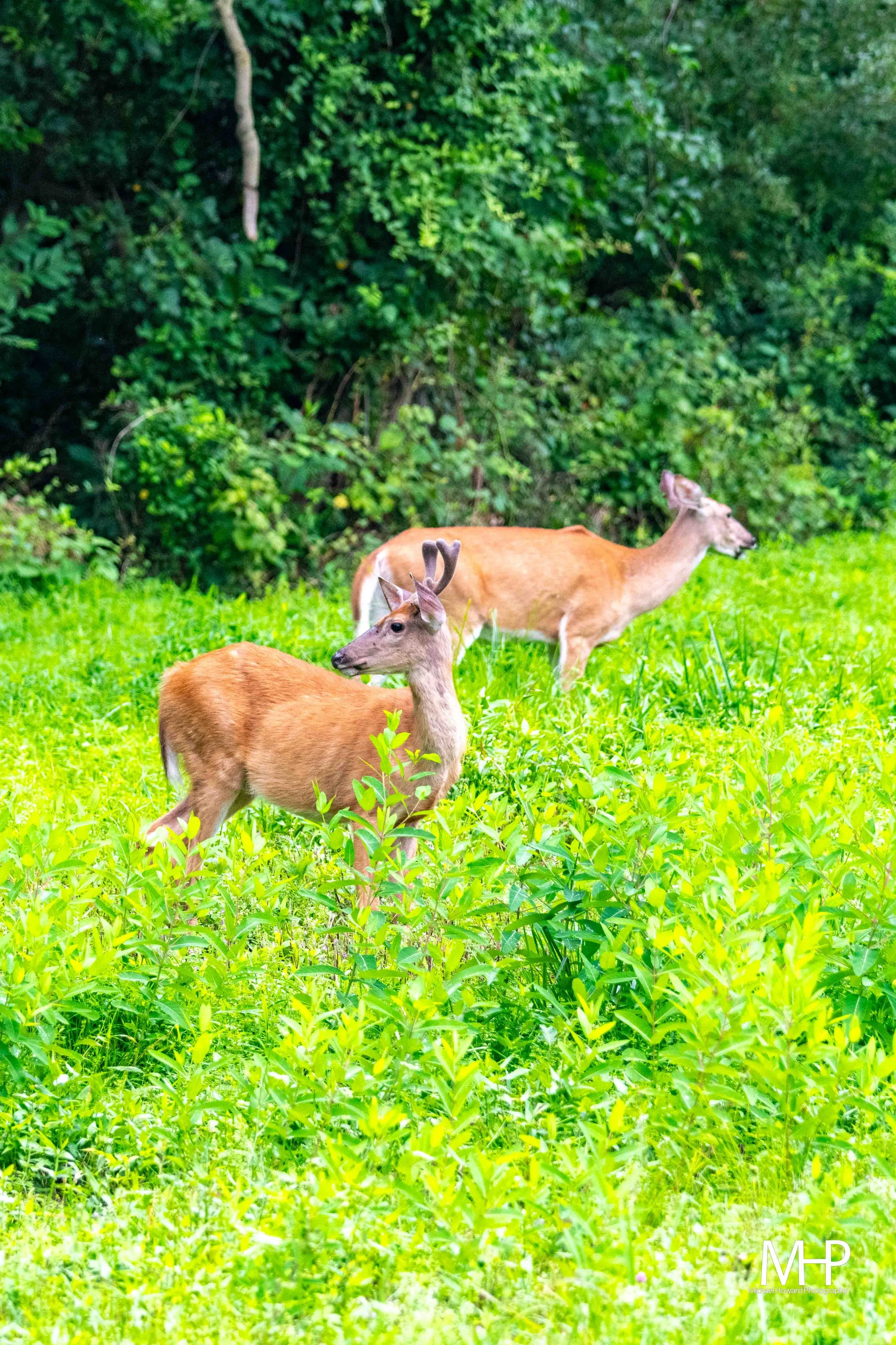 Two deer standing in lush green grass near bushes and trees.