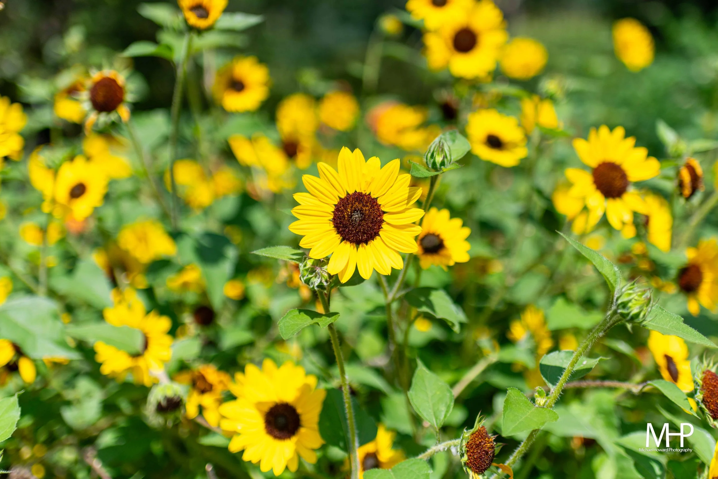 Close-up of a yellow sunflower with a dark center among green leaves and other yellow flowers in the background.