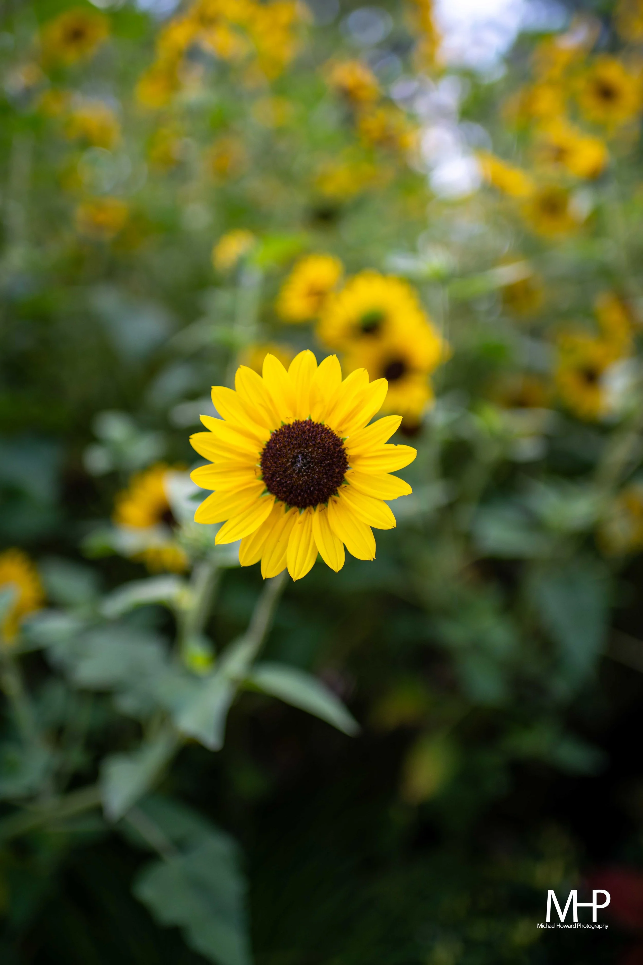 Close-up of a vibrant yellow sunflower with a dark center, set against a blurred background of green foliage and other yellow flowers.