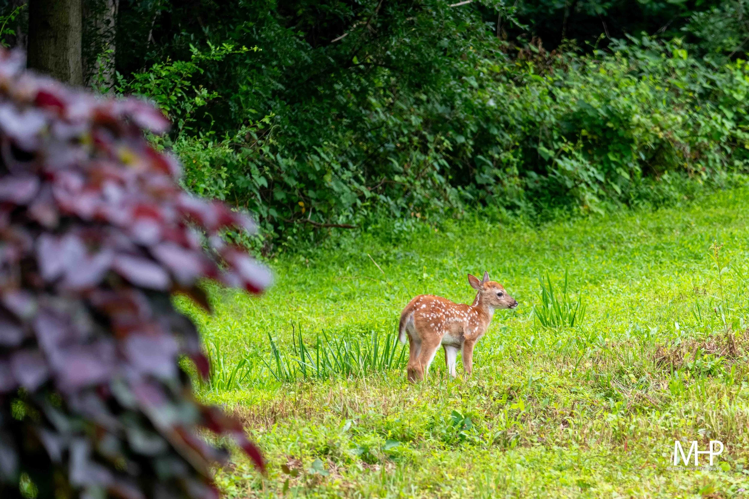 A young deer with white spots on its back standing on a grassy area in front of dense green bushes and trees, with part of a blurred bush in the foreground on the left.