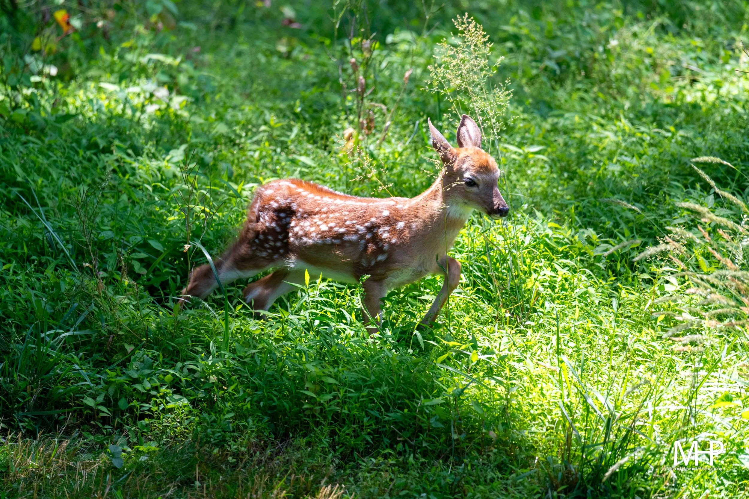 A young deer with white spots on its back standing in green grass and foliage inside a forest.