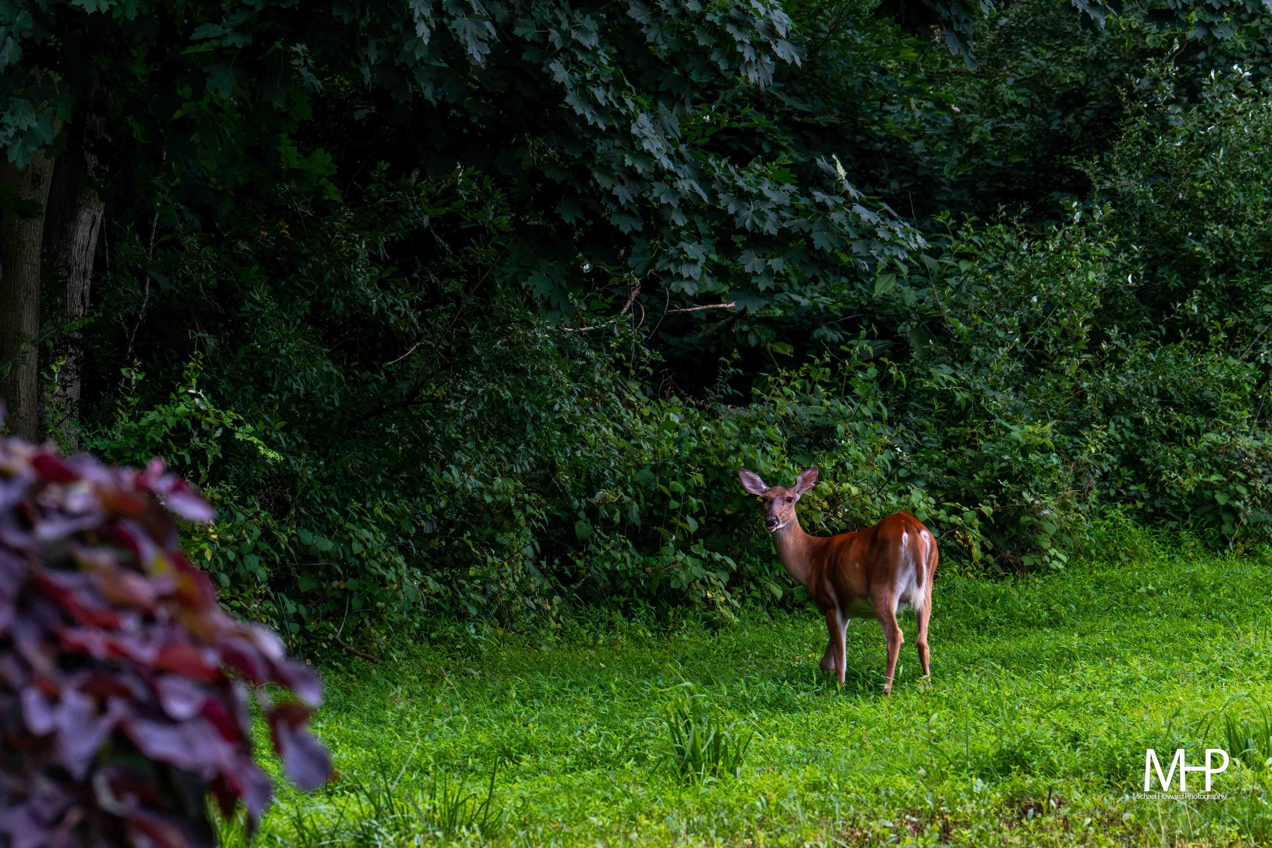 Deer standing on grassy area at the edge of a dense forest with large green leaves on trees in the background.