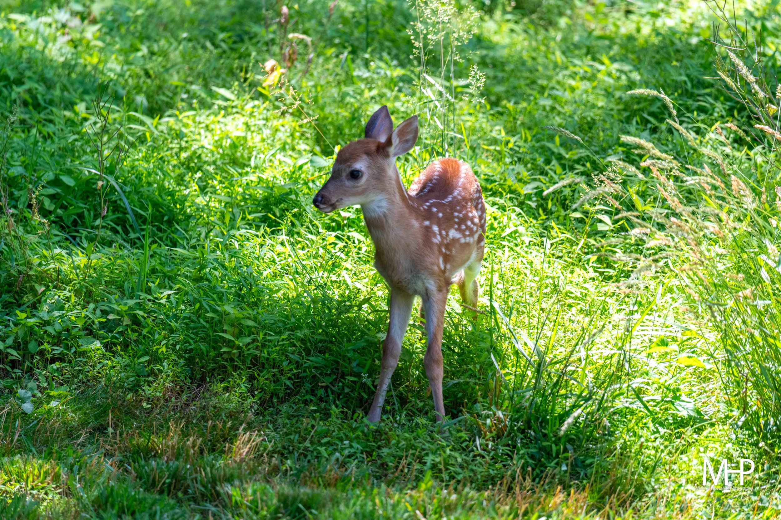 A young deer standing in a lush green forest with sunlight filtering through the trees.