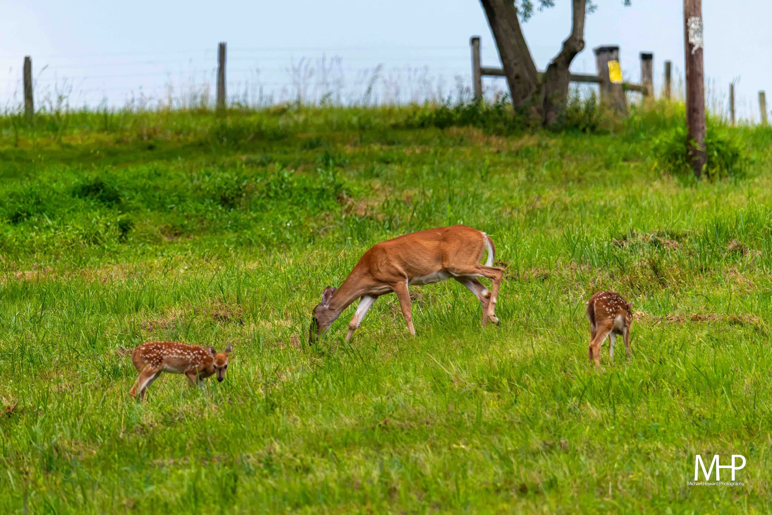 Deer grazing in a grassy field with a fence and trees in the background.