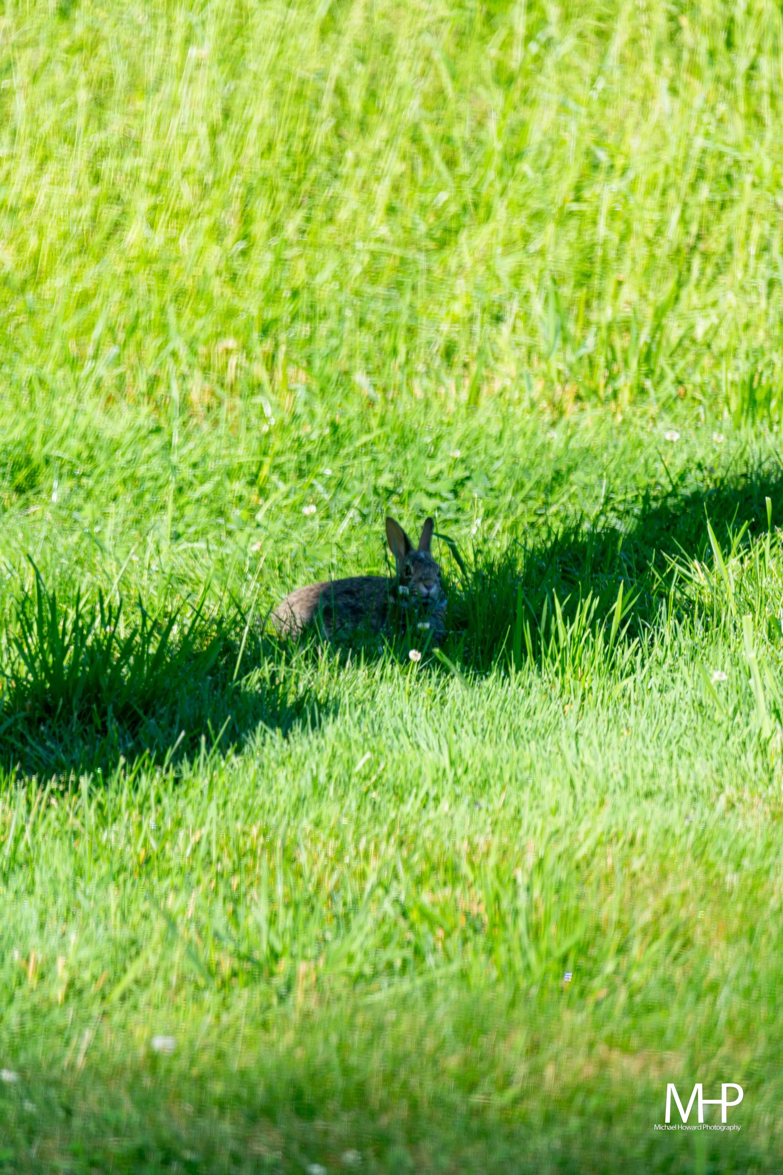 A rabbit lying in a lush, green grassy field with a bright blue sky in the background.