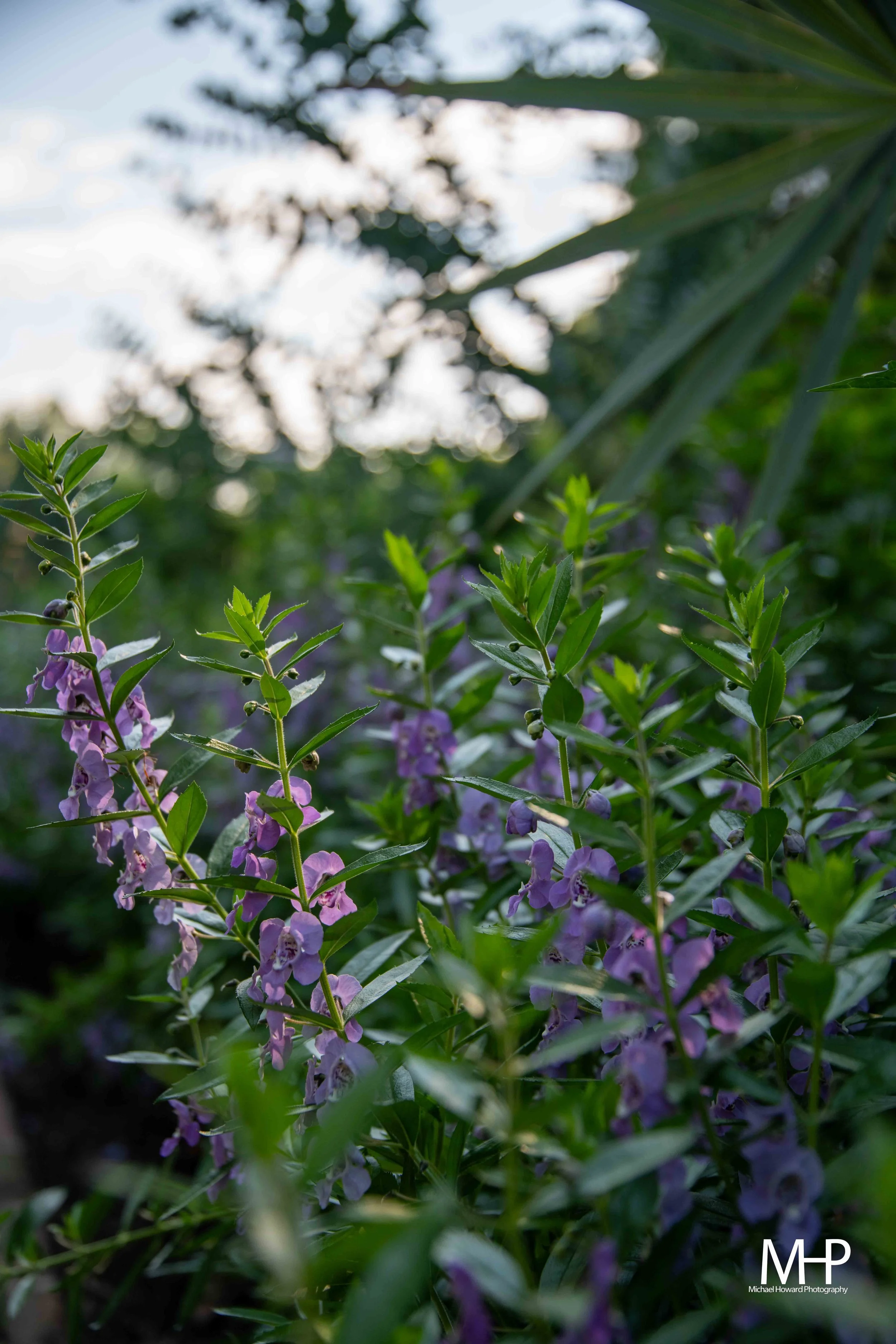 Close-up of purple flowers and green leaves in a garden with blurred background and sunlight filtering through.