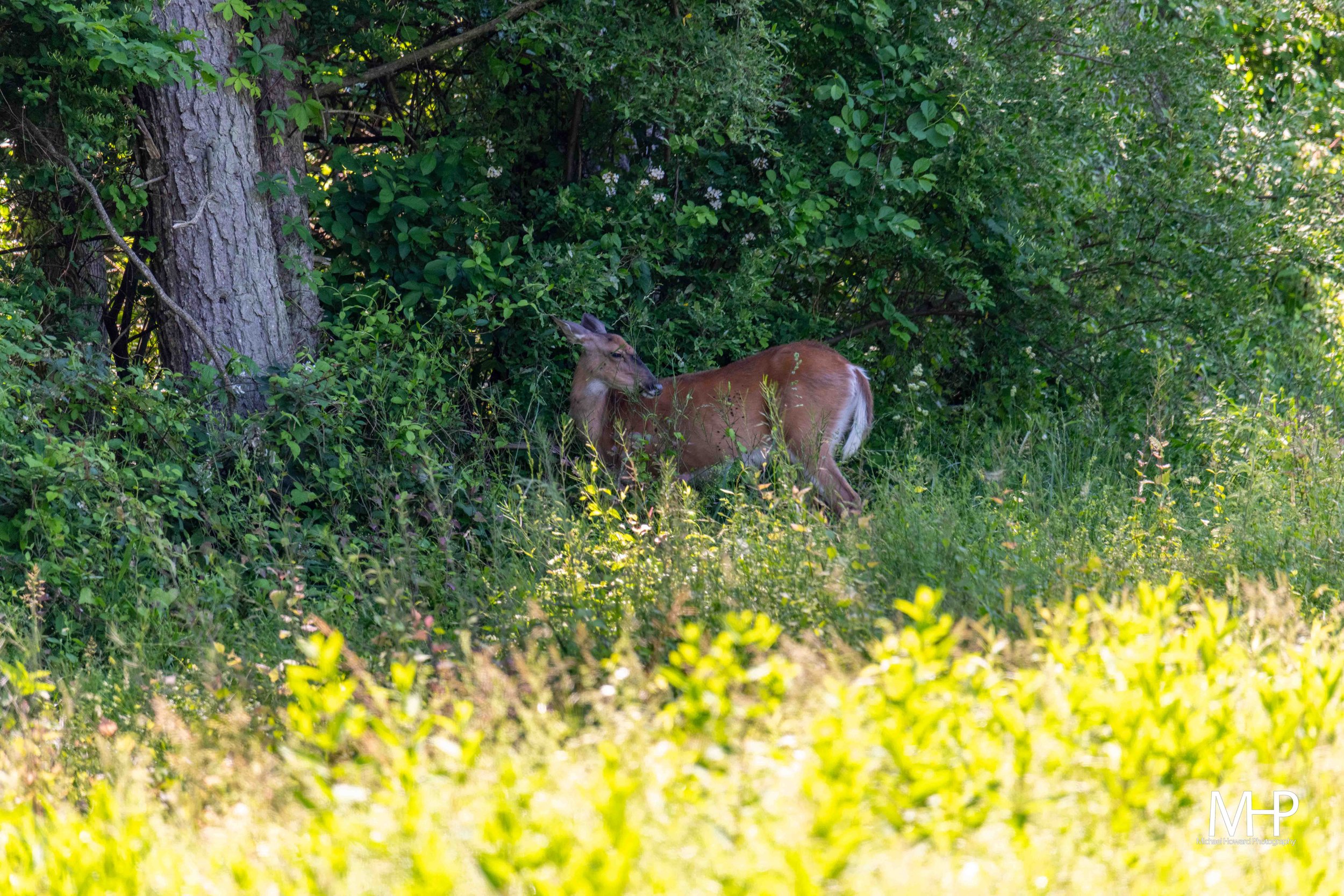 A young deer standing in a lush green forest, surrounded by dense foliage and trees.