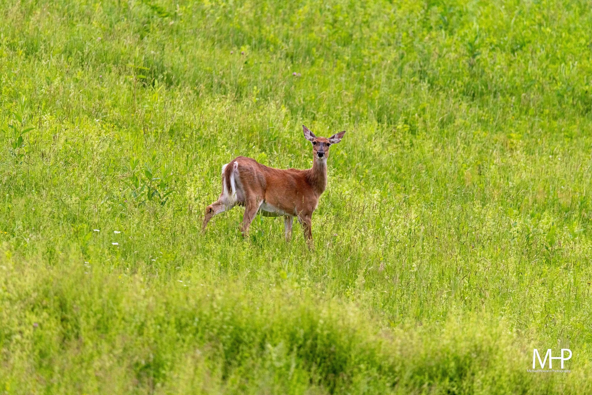 A deer standing in a lush, green grassy field with its head turned toward the camera, surrounded by vibrant grass and small plants