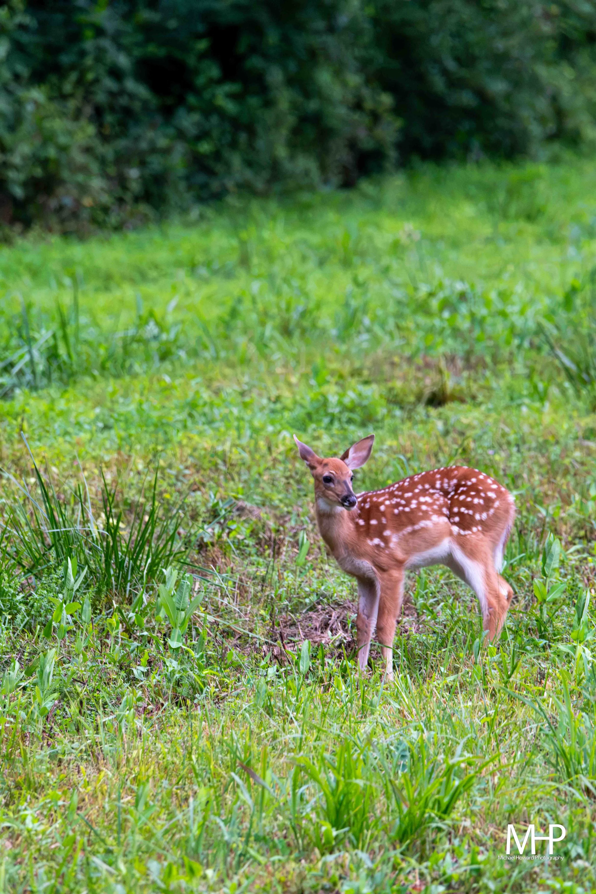 A fawn Deer laying in a grassy field with dense green bushes and trees in the background.