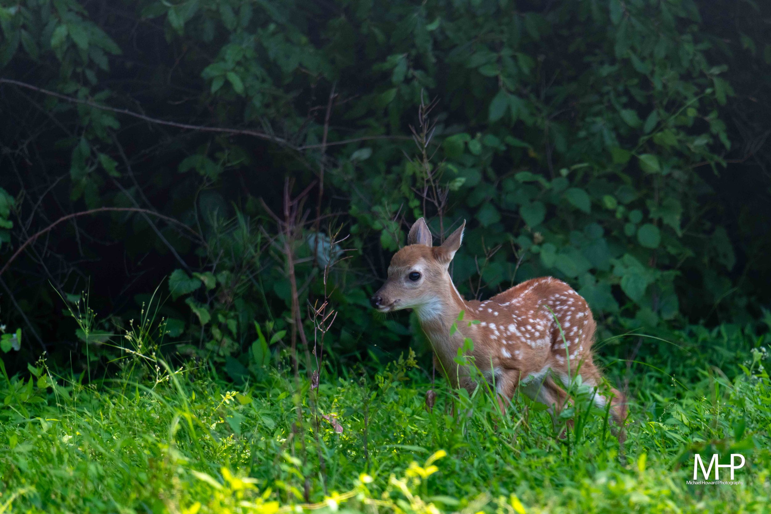 A young fawn with white spots on its back lying in green grass near dense foliage.