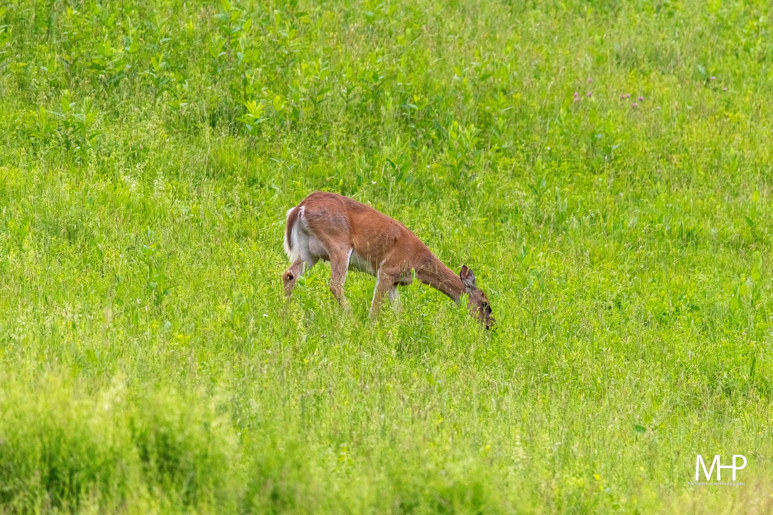 A deer grazing in a lush green meadow.