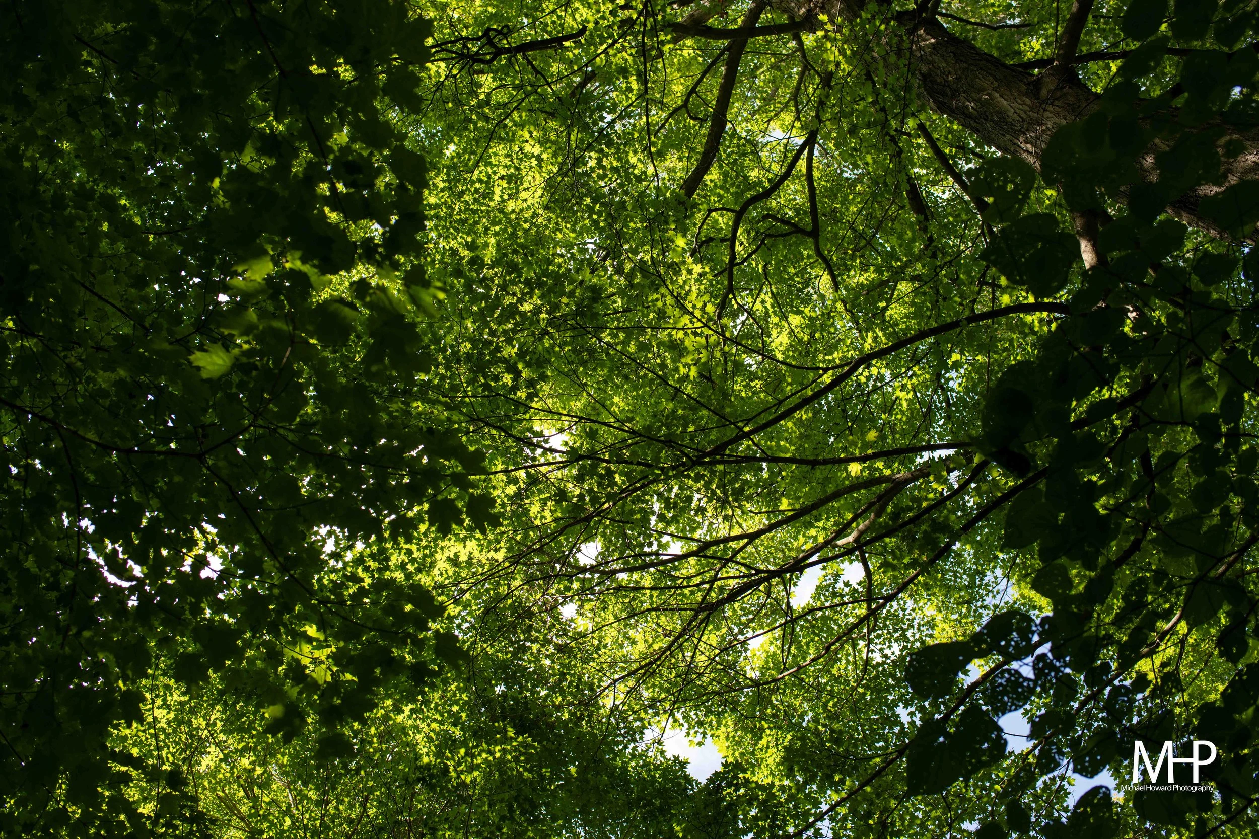 View looking up through a canopy of green leaves in a forest with sunlight filtering through.