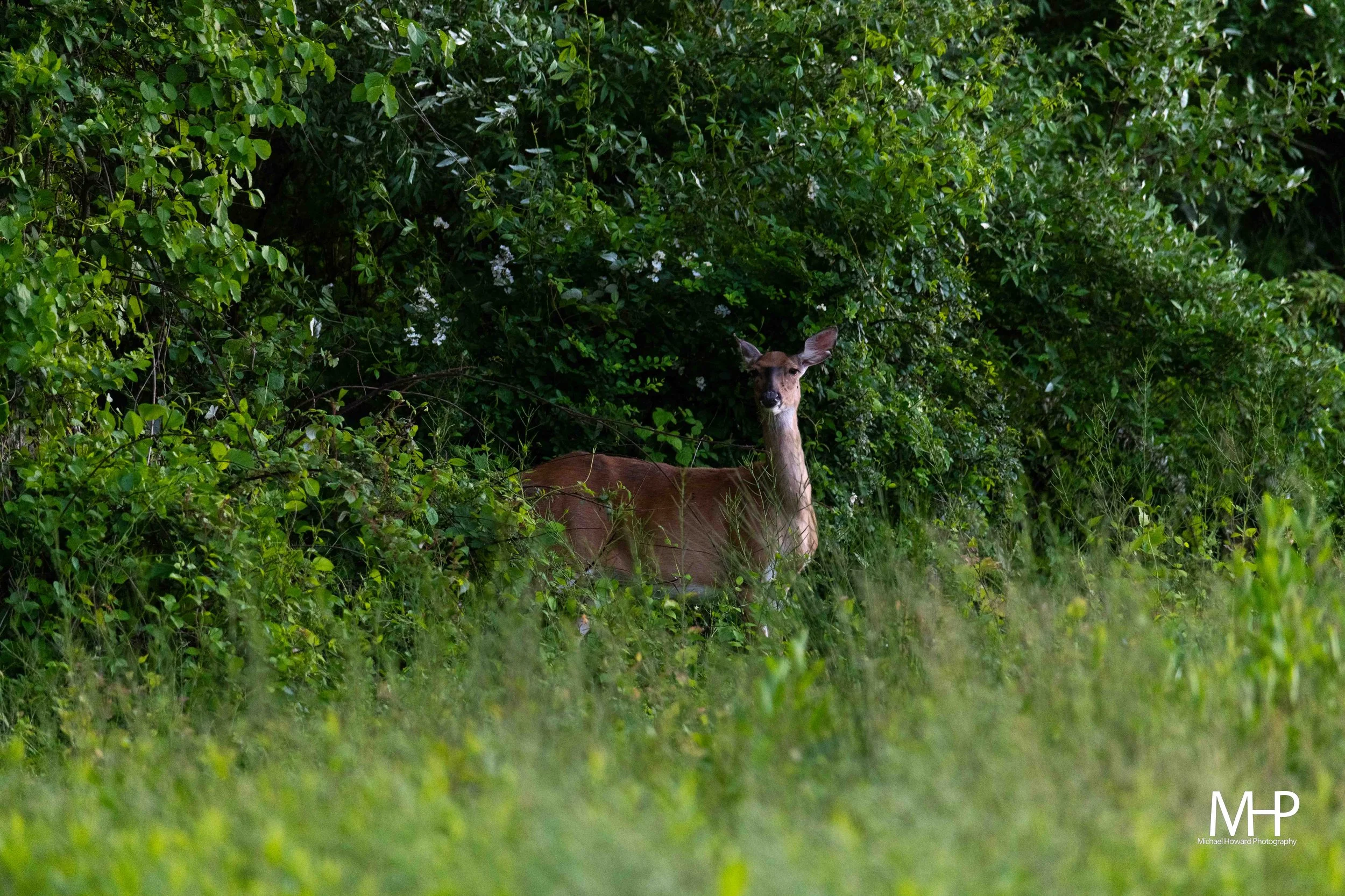 Deer standing in tall grass amidst dense green foliage and bushes.