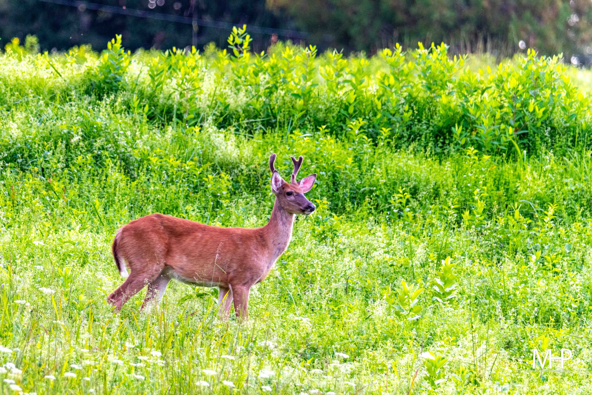 A deer with small antlers standing in a lush green field.