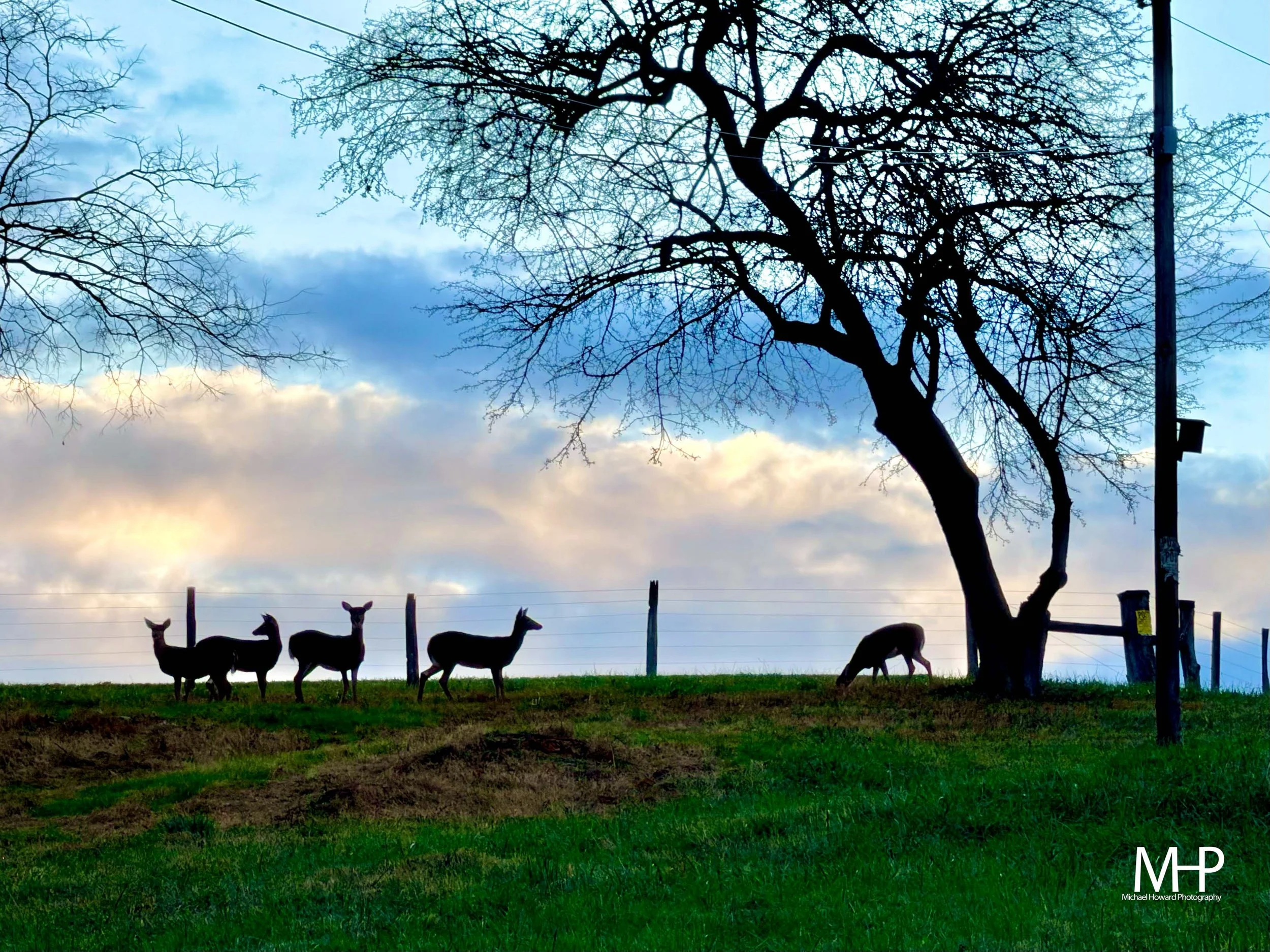 A group of horses standing behind a fence on a grassy field, with leafless trees and a cloudy sky in the background during sunset.