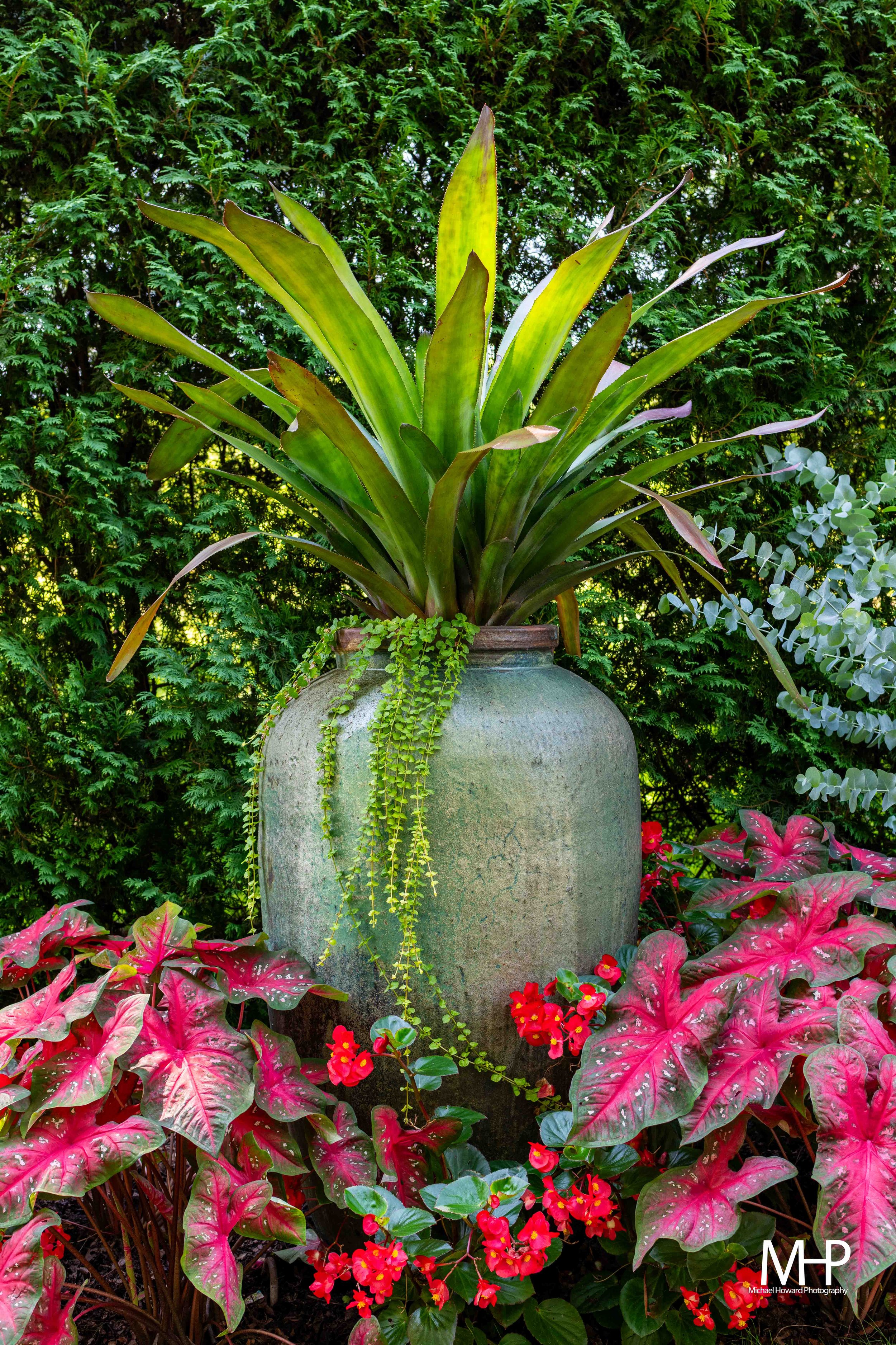 A large green plant with long pointed leaves is in a pot, surrounded by pink and red flowers, with a background of dense green foliage.
