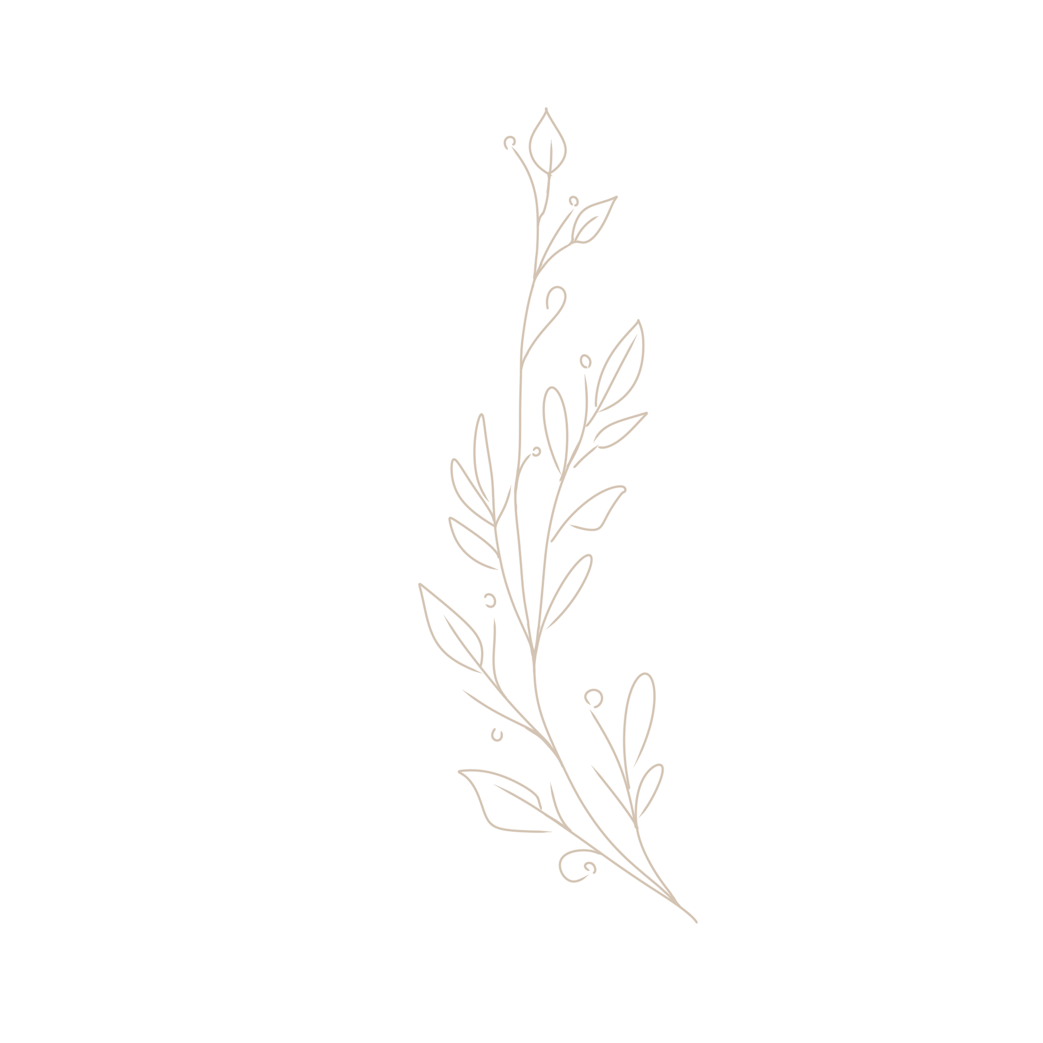 A minimalist line drawing of a plant with leaves and small buds on a black background.