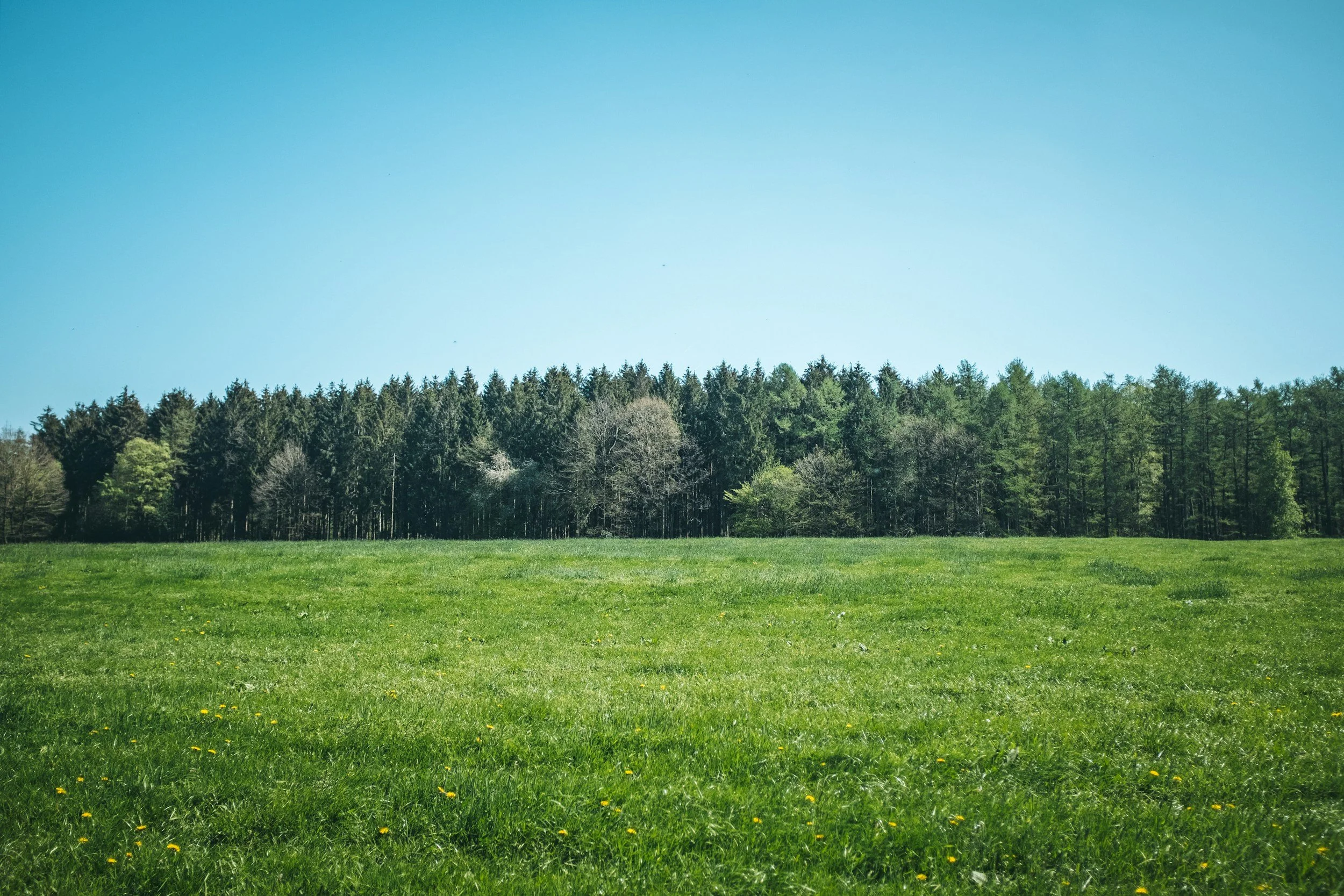 A wide view of a lush green field with a grassy area in the foreground and a dense line of trees in the background under a clear blue sky.