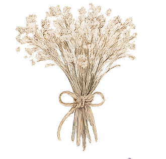 A bundle of dried white flowers tied with a string.