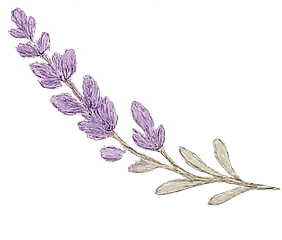 Illustration of a lavender sprig with purple flowers and green leaves