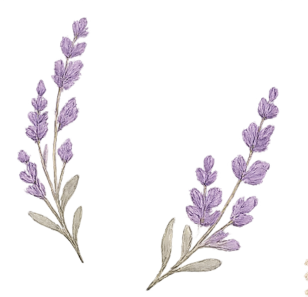 Two sprigs of lavender flowers with purple blossoms and green leaves.