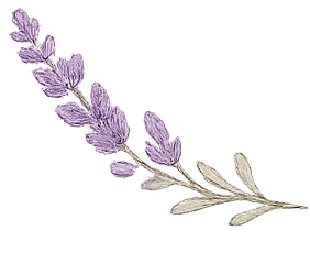 Lavender sprig with purple flowers and green leaves