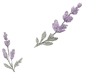 Two lavender sprigs with green leaves on a black background.