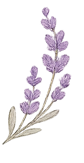 A sprig of lavender with purple flowers and green-gray leaves.