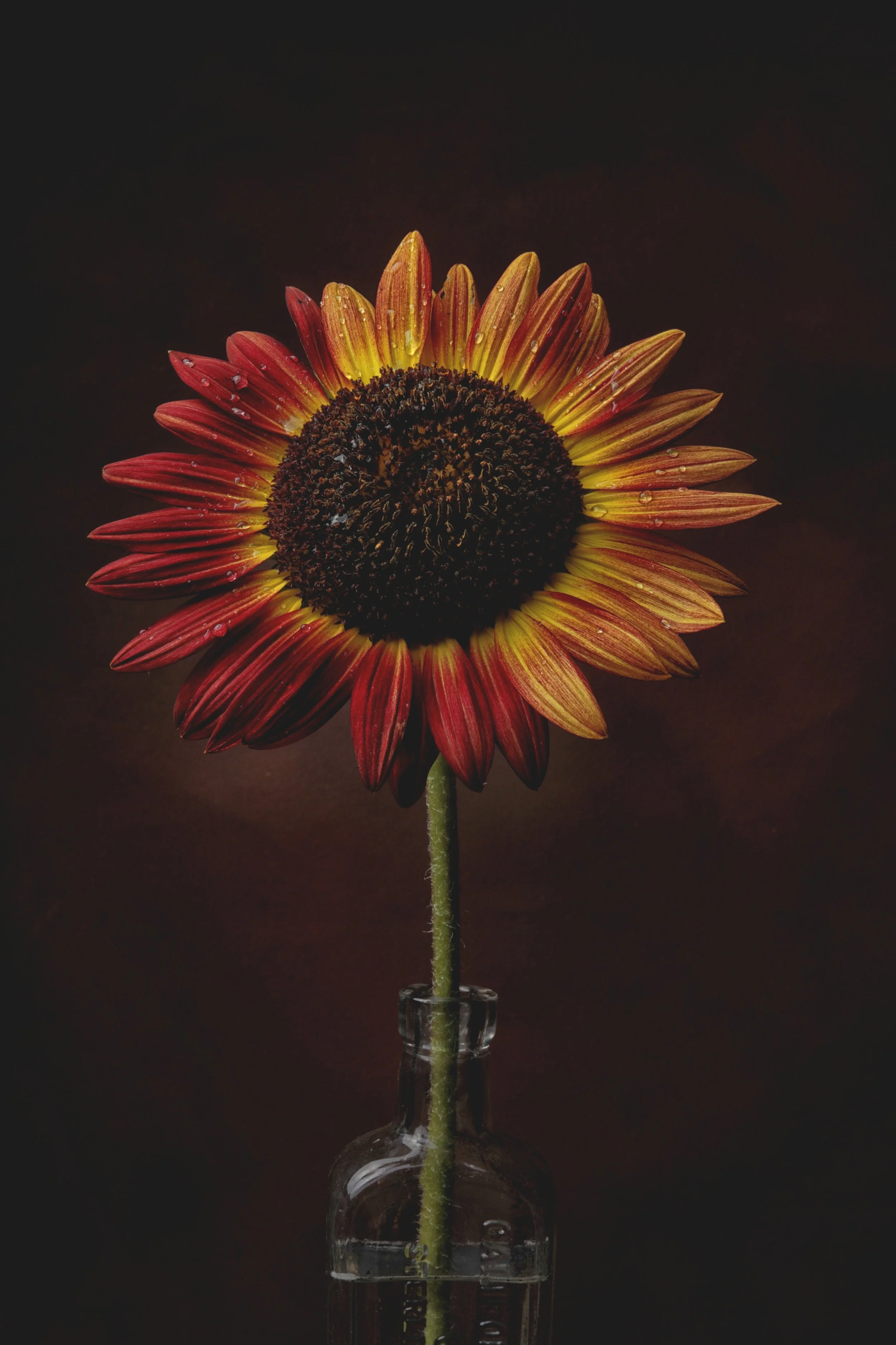 Acrylic Print of Dark Cherry Sunflower i