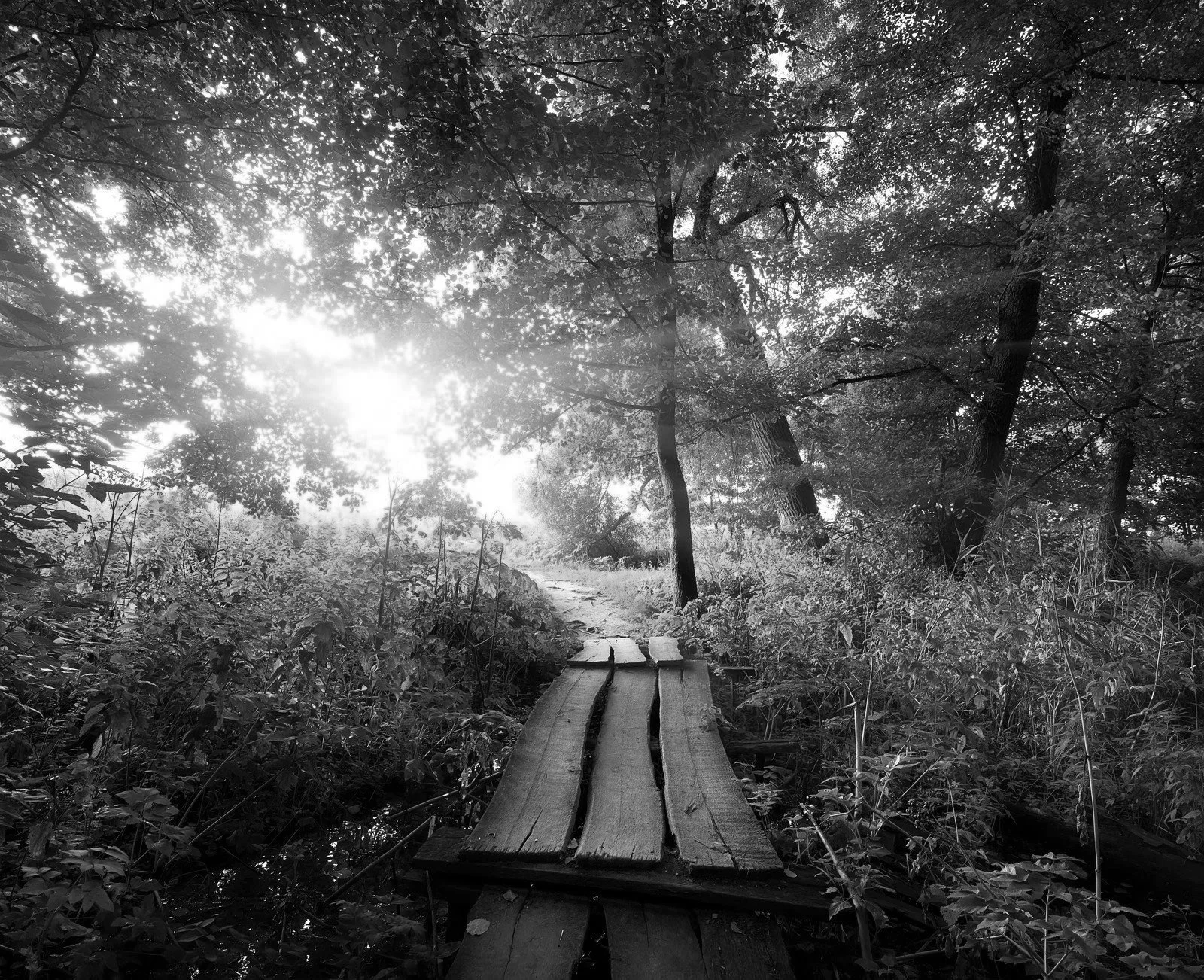 Black and white photograph of a forest trail with a small wooden bridge, surrounded by dense trees and foliage, sunlight filtering through the leaves.