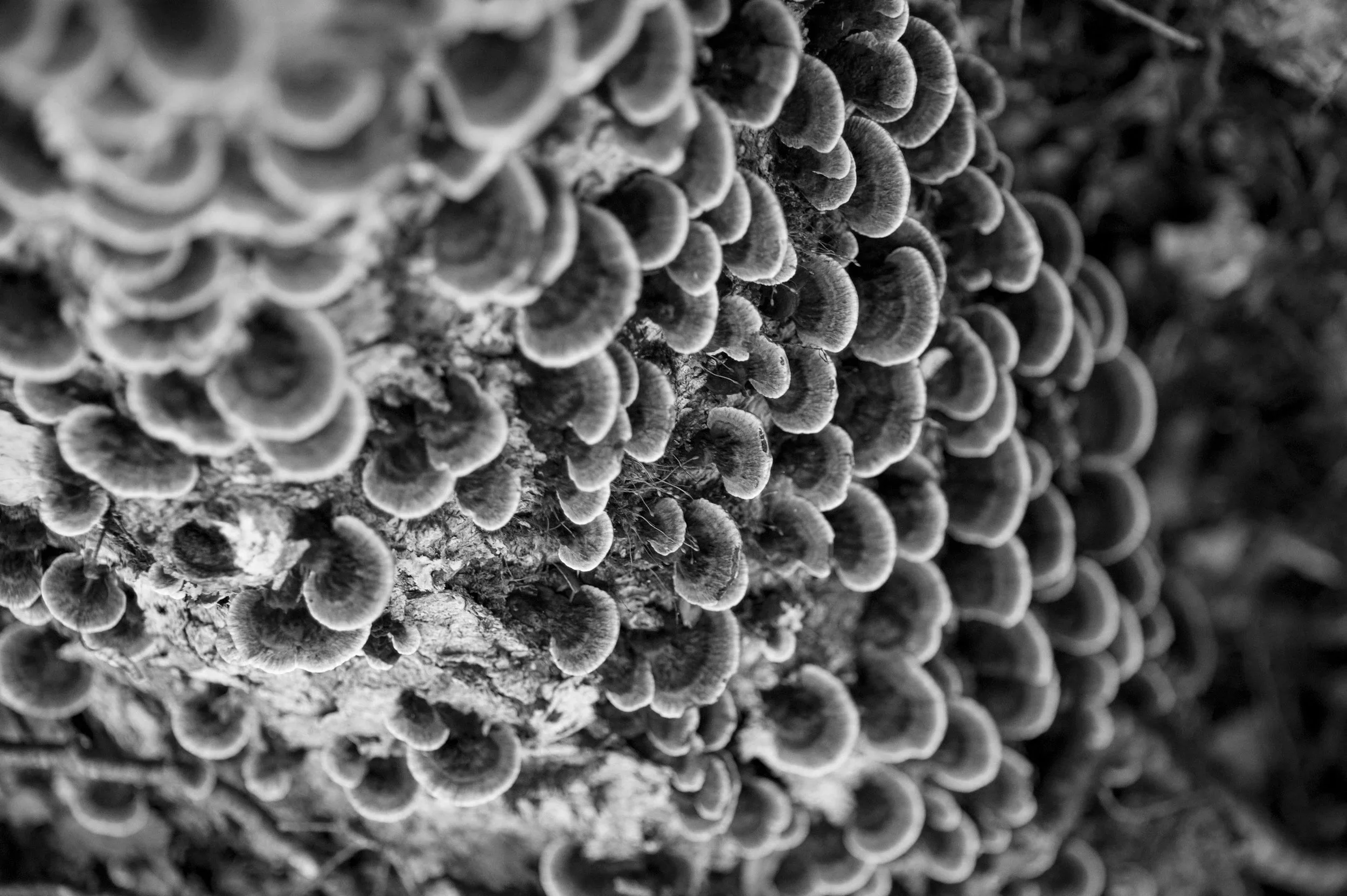Close-up of a cluster of shelf fungi growing on a tree trunk, in black and white.