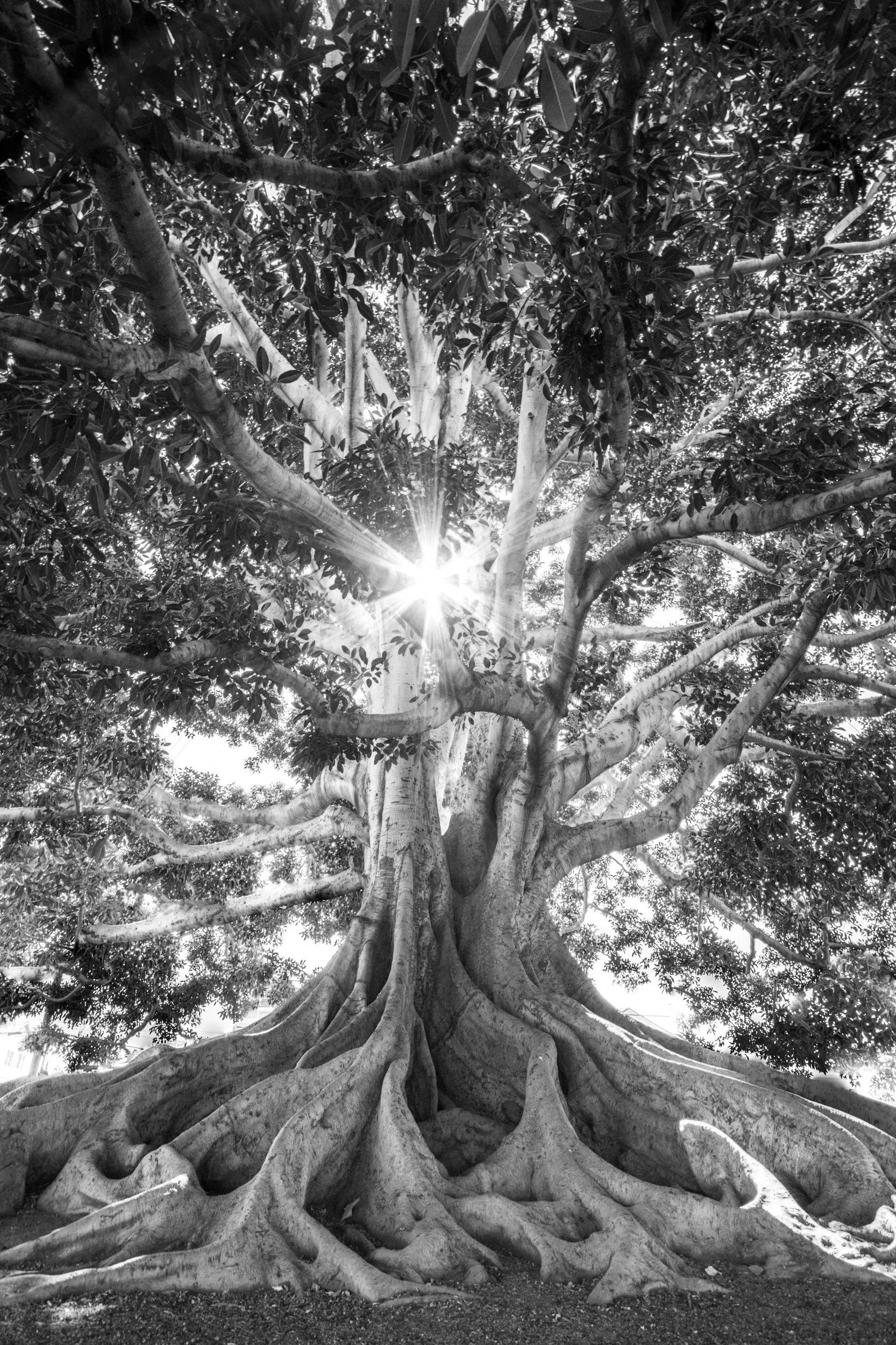 A large, mature tree with a thick, gnarled trunk and expansive branches, sunlight shining through leaves, black and white photography.