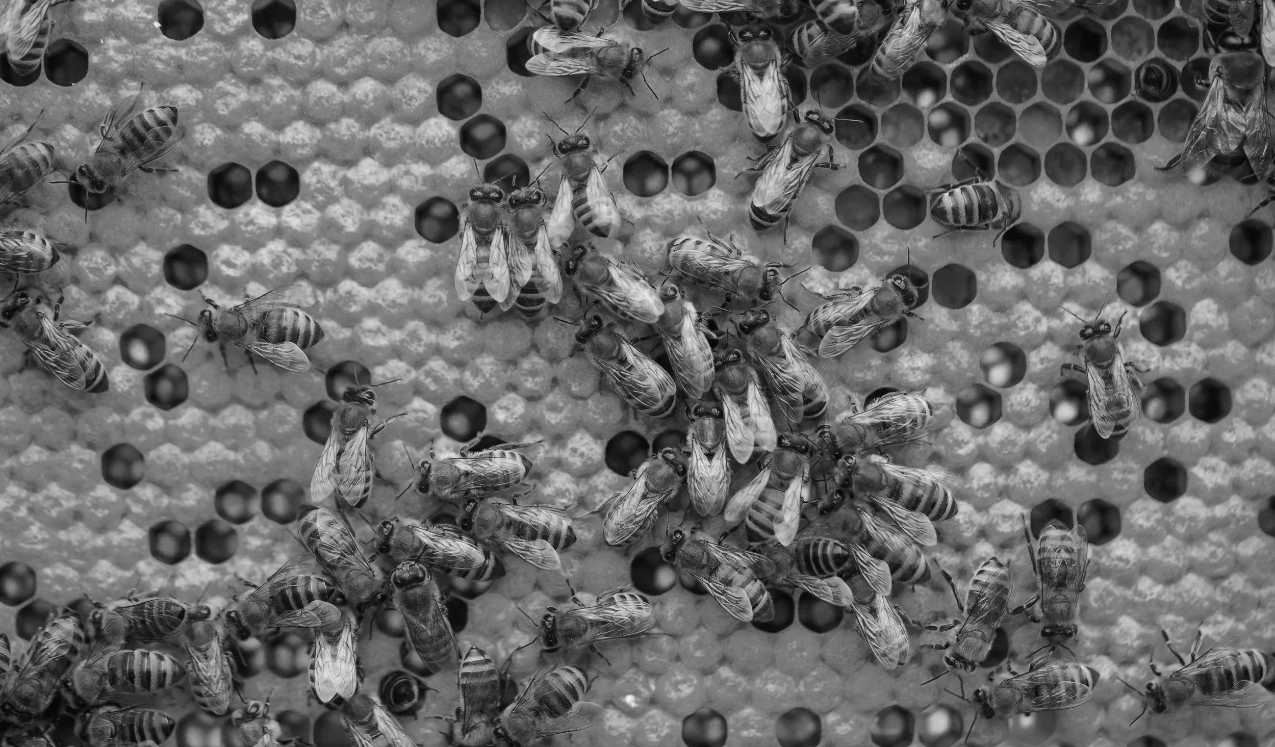 Close-up black-and-white photograph of bees on a honeycomb with capped honey cells and some bees flying around.