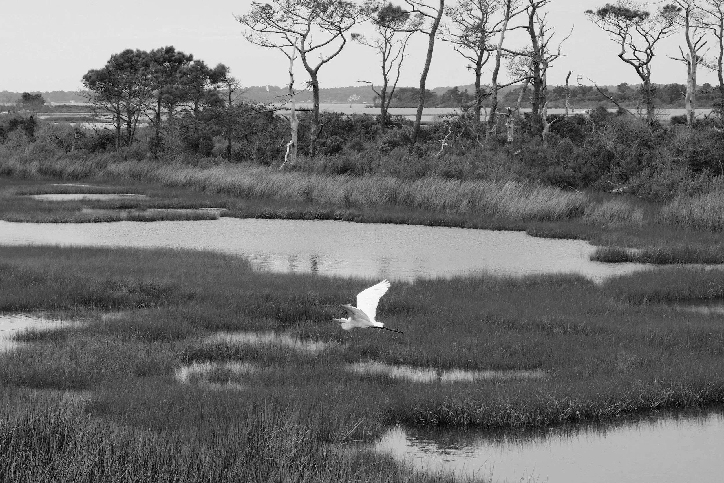 A black and white photo of a wetland area with tall grasses, trees, and water. Two birds are flying over the water, one close to the camera and the other further in the background.