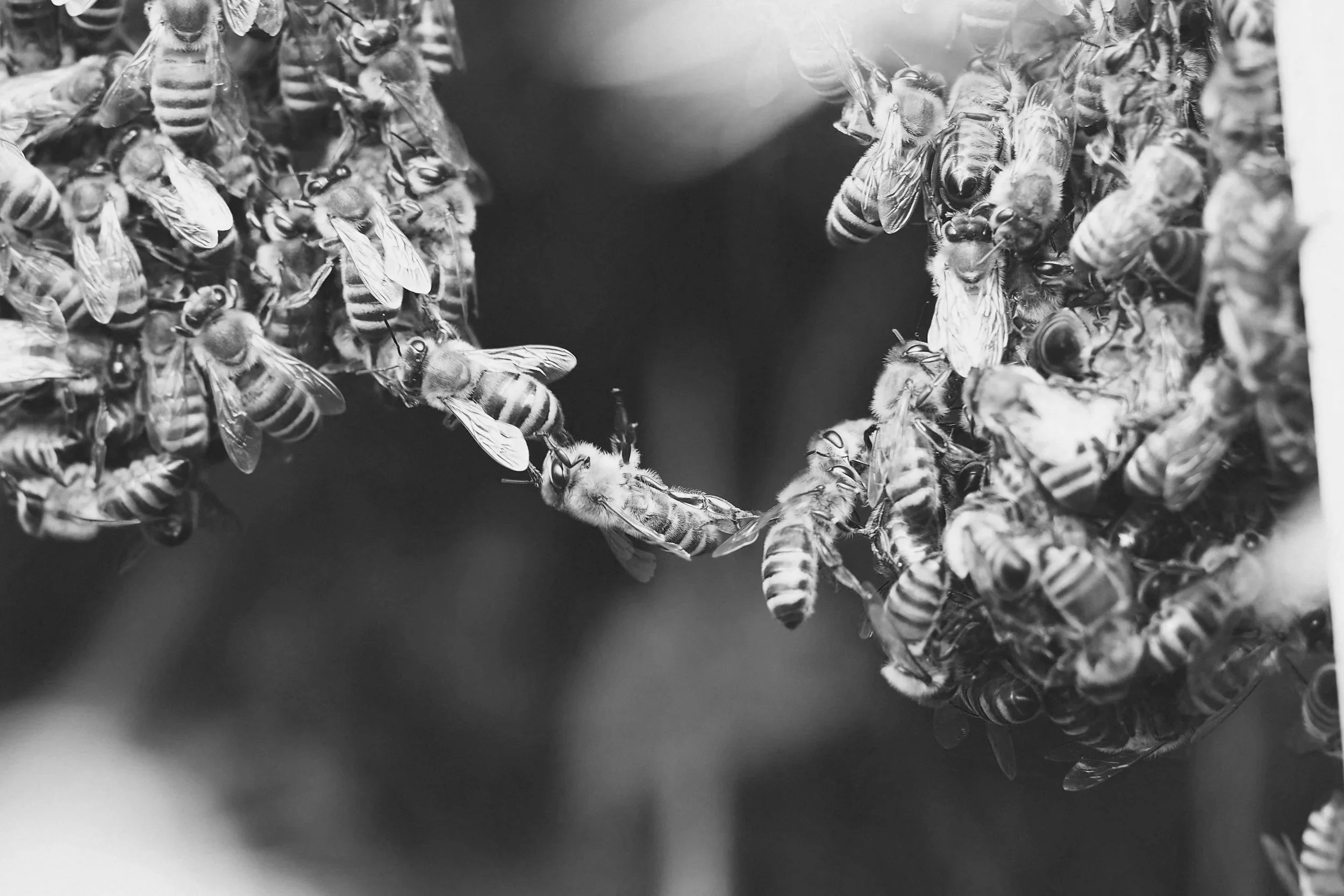 Close-up of honey bees clustered together on a honeycomb, with some bees on the edge of the hive.