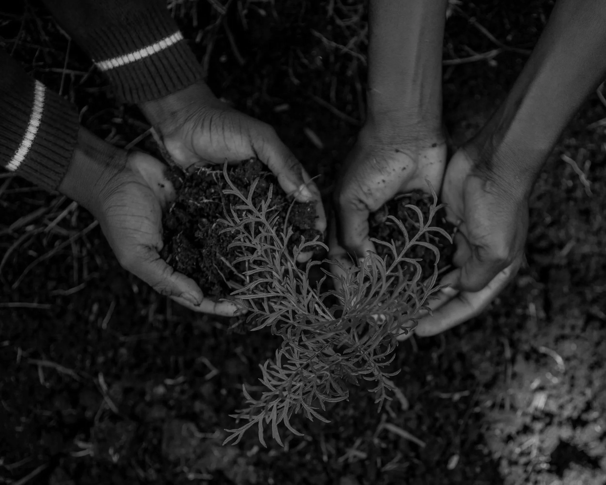 Close-up of hands planting a sapling in the soil, with small plants or weeds around.