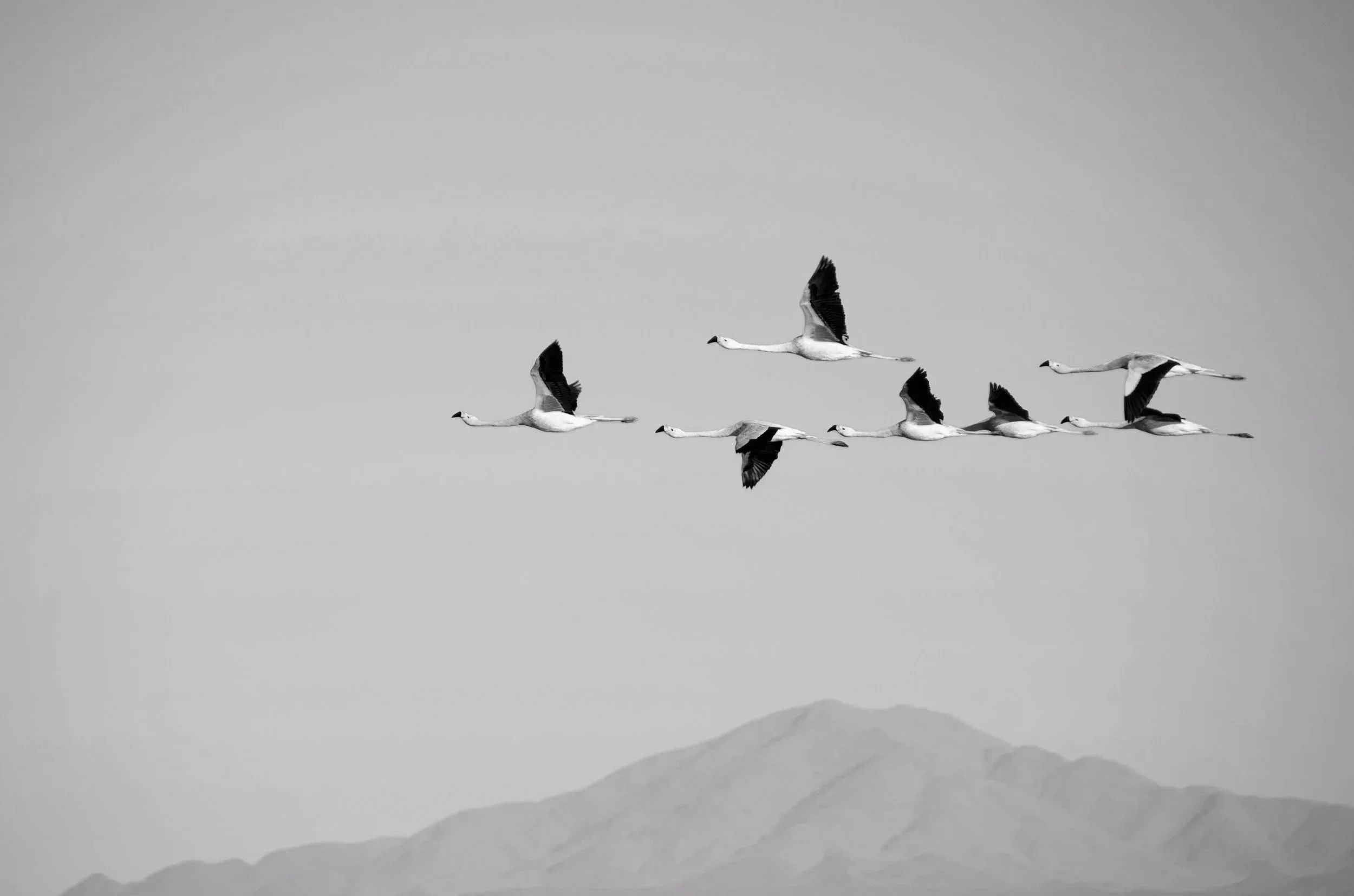 A flock of seven geese flying in formation over a mountain landscape, with the mountains visible in the background, depicted in black and white.