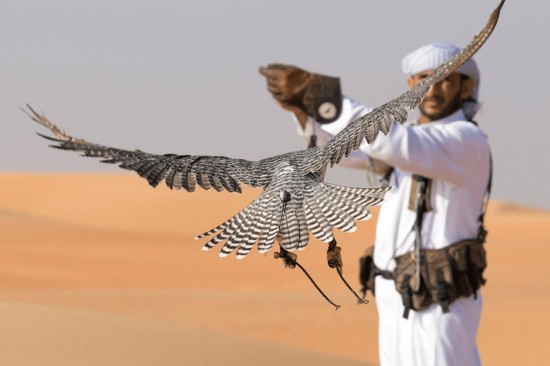 A man in white traditional clothing and a patterned headscarf releases a hawk with black and white striped feathers in a desert landscape.
