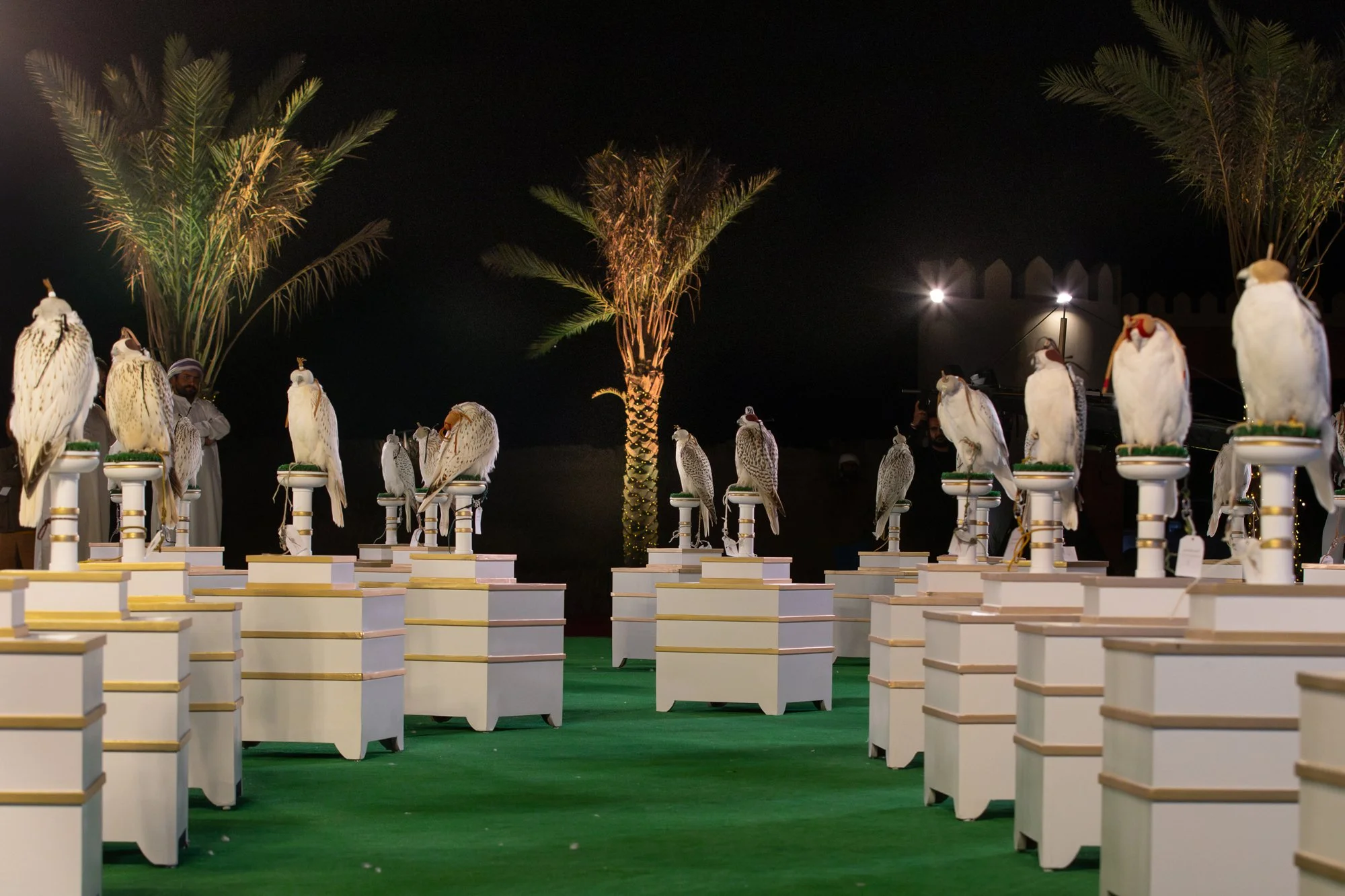 Mazayen: How the Gulf Judges a Falcon's Beauty