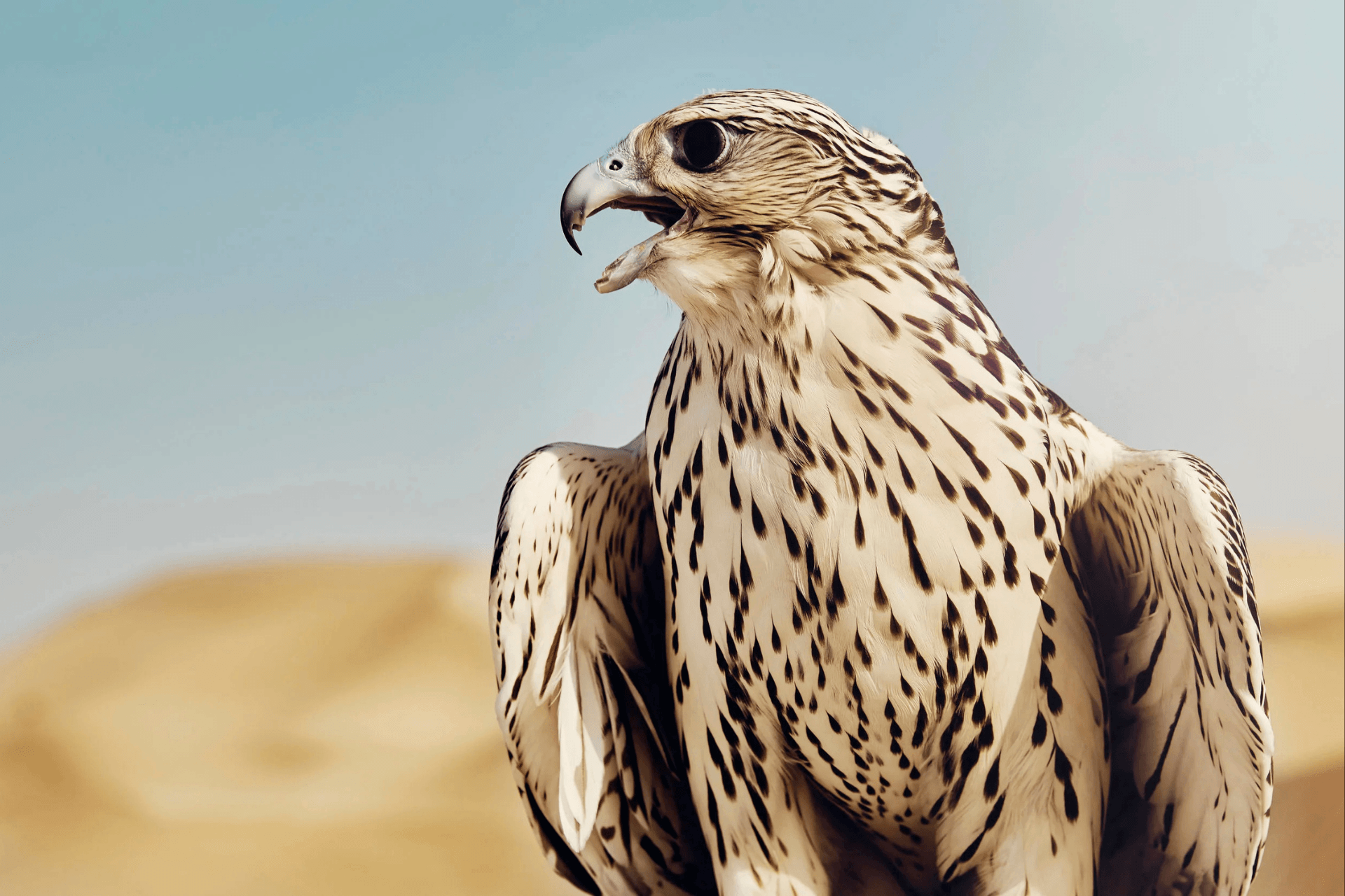 Close-up of a falcon with a sharp beak and detailed feather pattern.