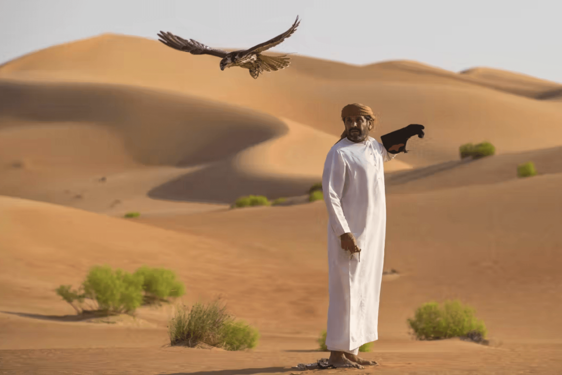 The Bedouin Origins of Gulf Falconry