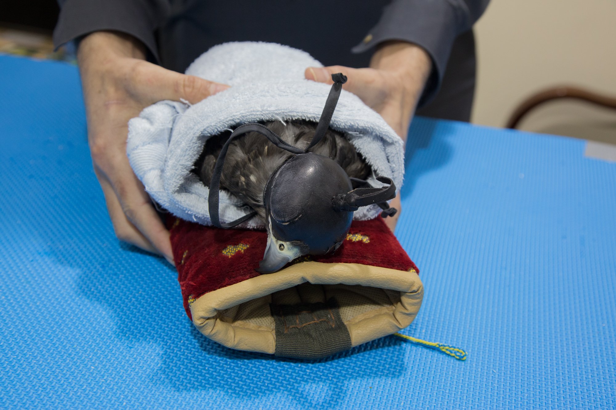 A bird with black and white feathers is lying on its side, wrapped in a towel. It is wearing a small black mask with straps and appears to be in a veterinary or medical setting on a blue mat.