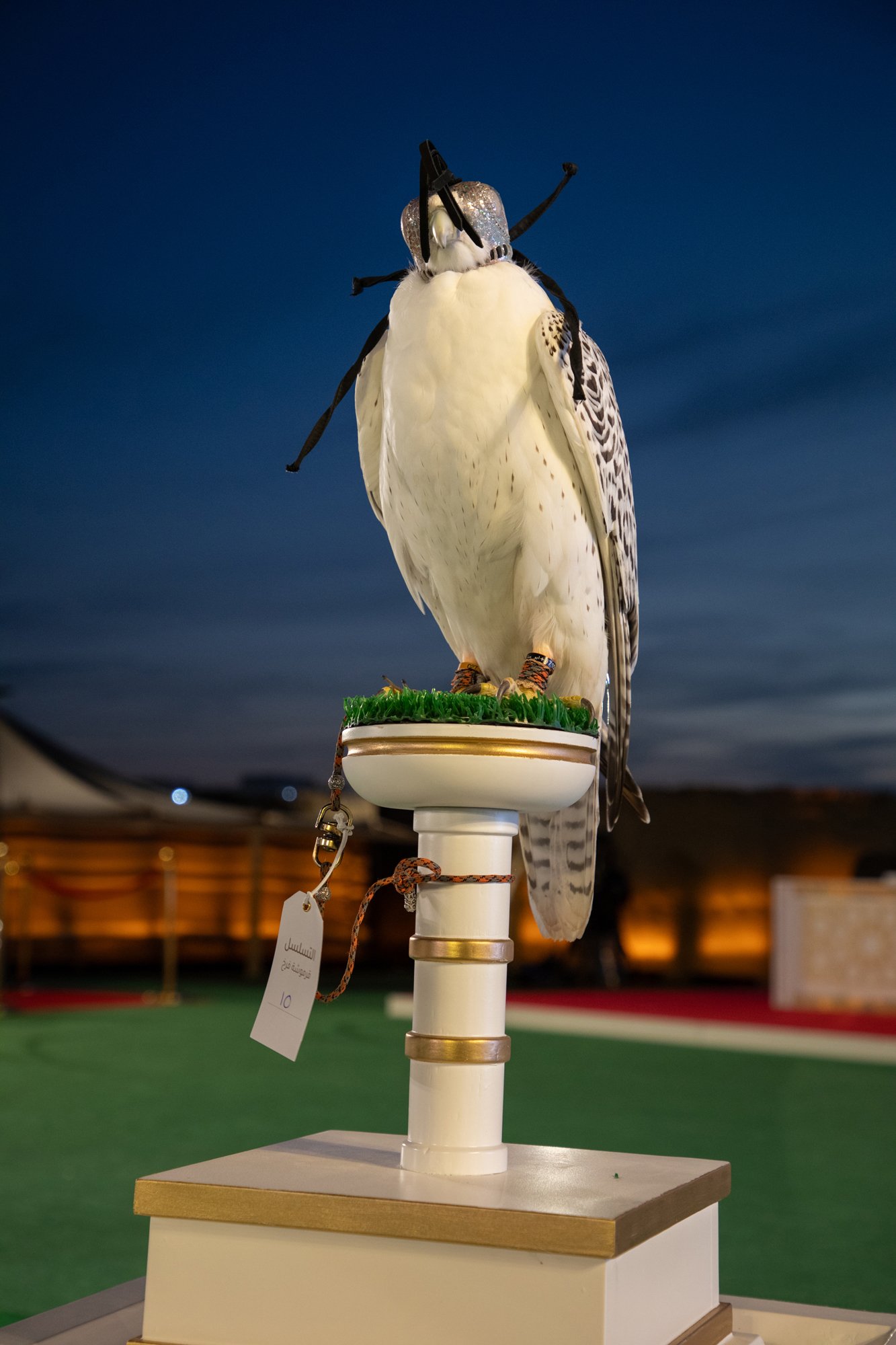 A mounted falcon with a metal hood on its head, standing on a white pedestal. The pedestal has a green artificial grass top, a tag hanging from the falcon's leg, and a brown cord tied around its talons. The background shows a dark evening sky and a blurred outdoor setting.