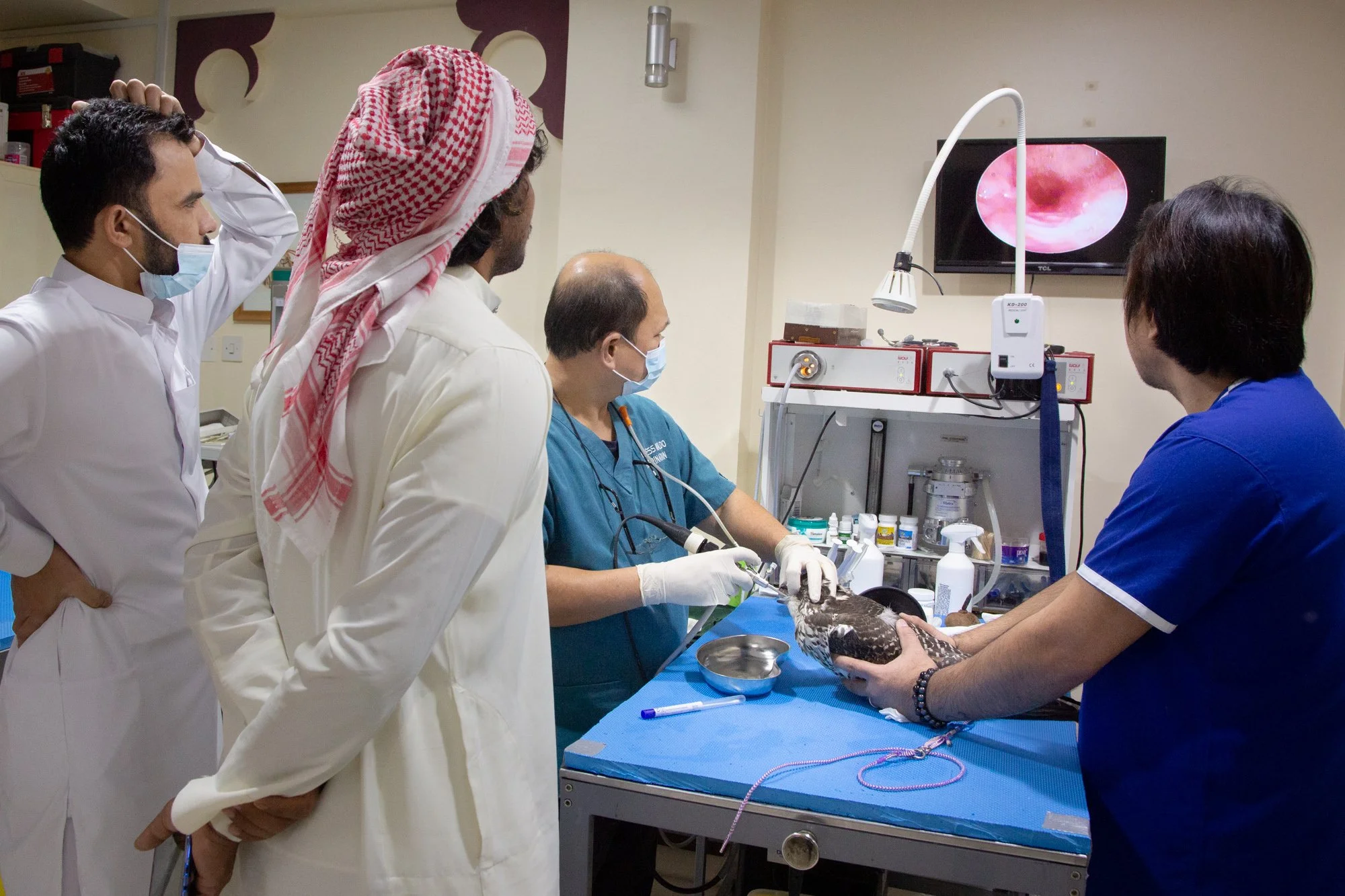 Veterinarians and veterinary staff performing an endoscopic examination on a bird in a clinic.