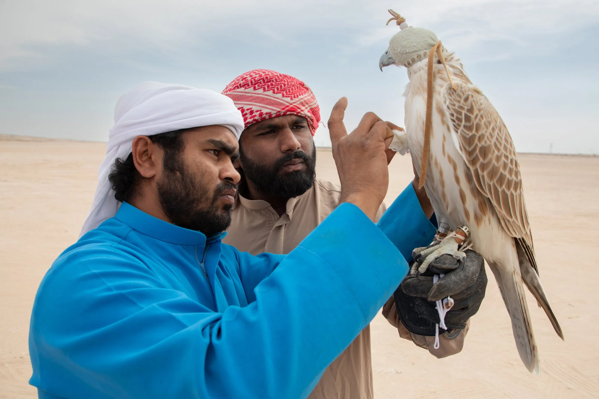 Two men wearing traditional Middle Eastern attire and modern clothing are working with a falcon in a desert landscape. One man is pointing at the falcon, which is perched on his gloved hand.