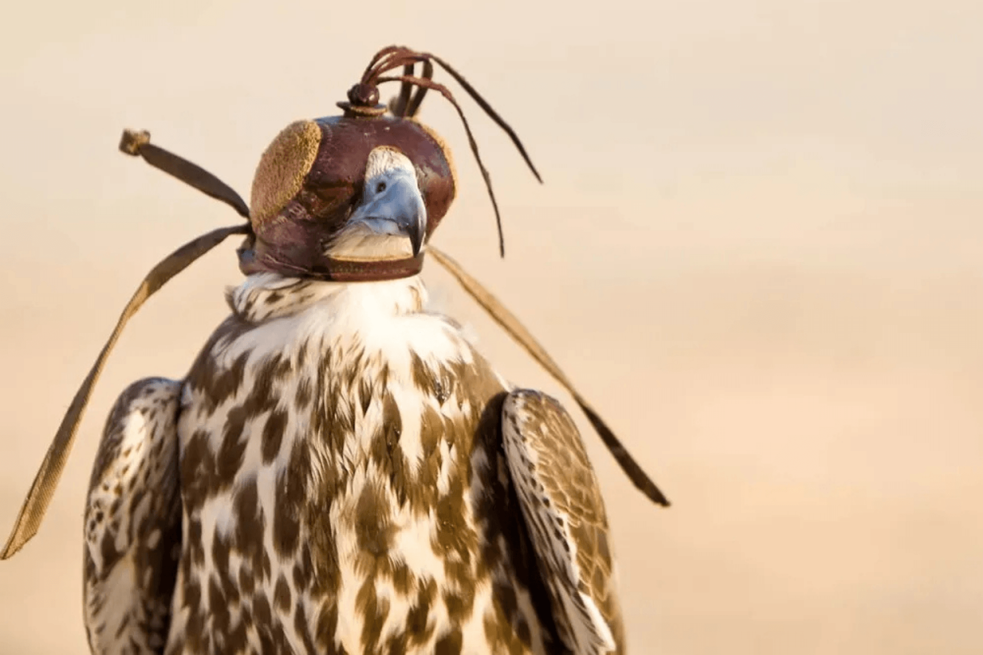 A bird with brown and white feathered body and black spots, wearing a helmet that resembles a vintage diving helmet, with cables attached to it.