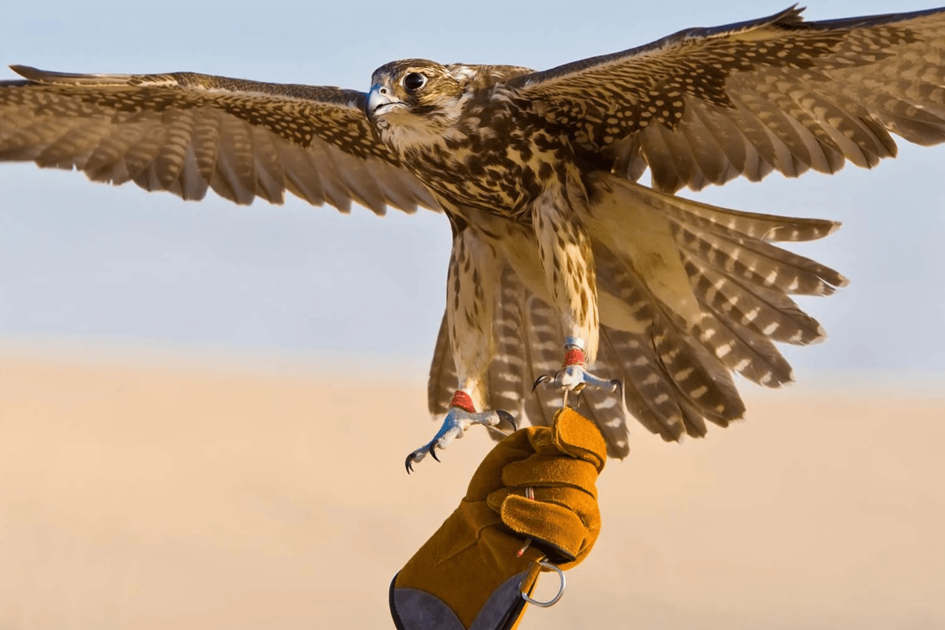 A falcon with spread wings, wearing jesses and a small harness, is held by a person in a glove against a clear sky.