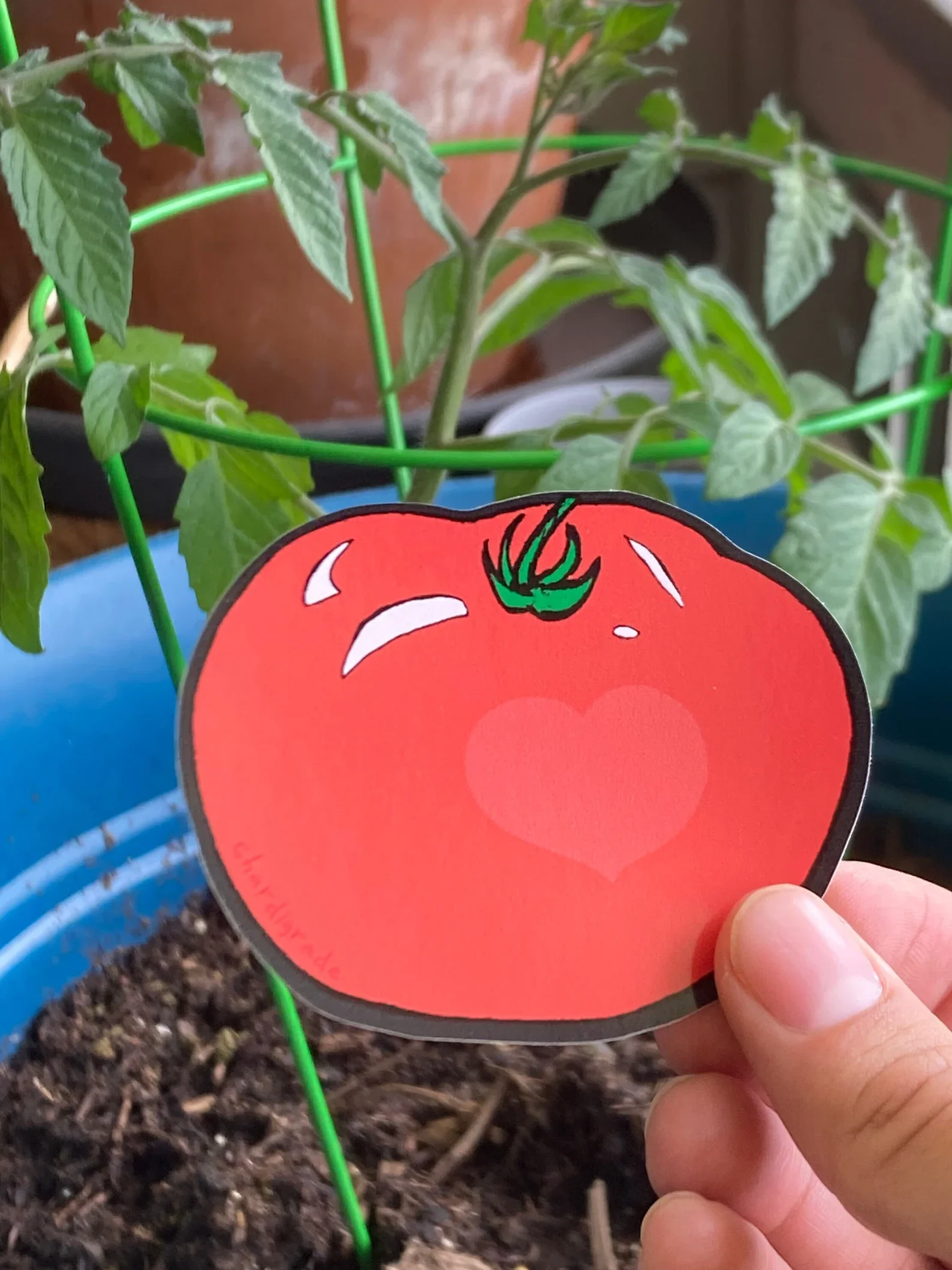 Tomato Sticker