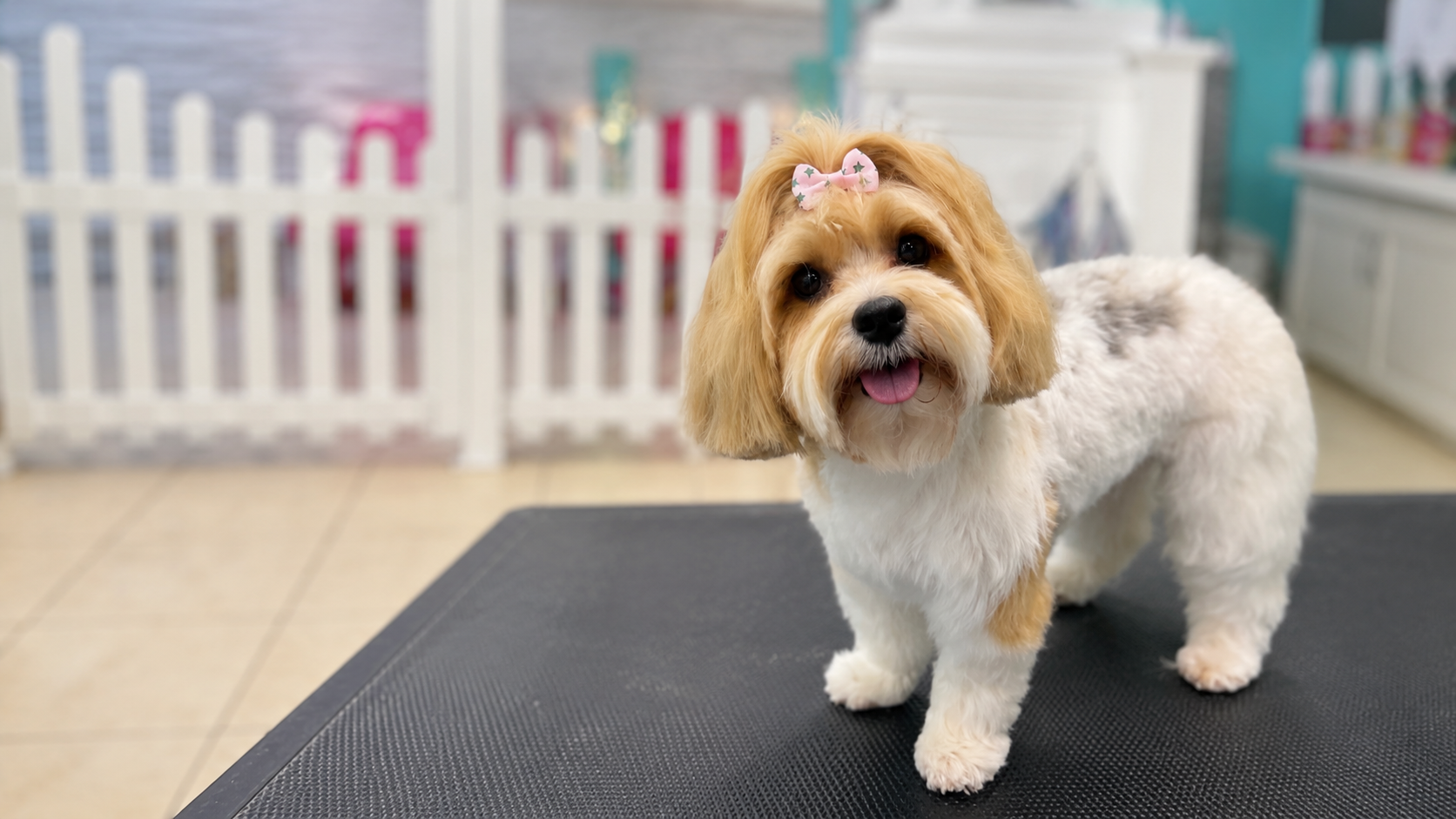 Gracie, a freshly groomed dog, standing on a grooming table at April’s Pet Grooming in Red Oak, Texas