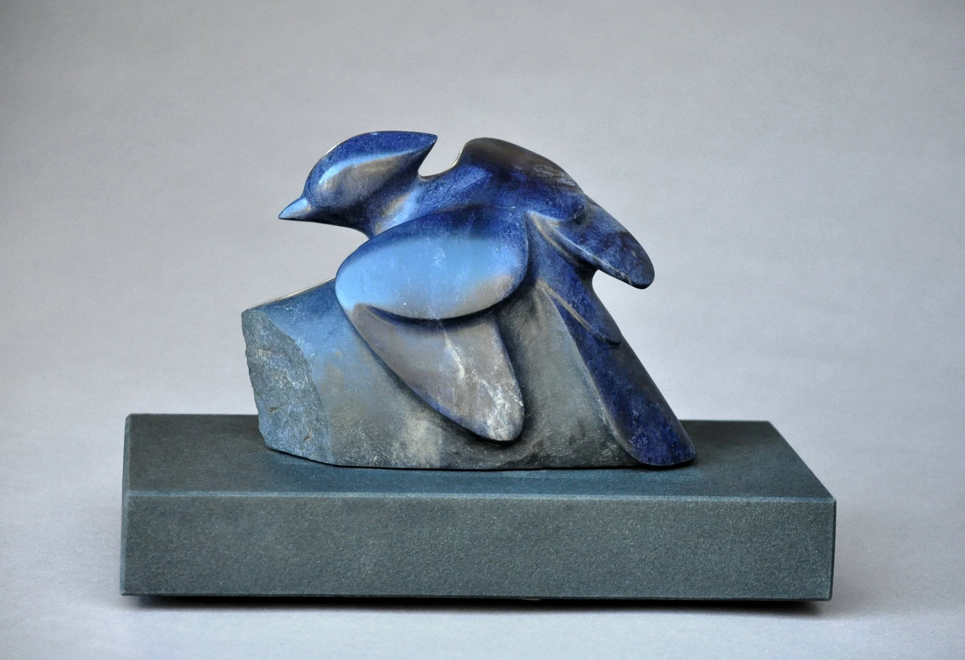 8.0-Stellars-Jay.jpg